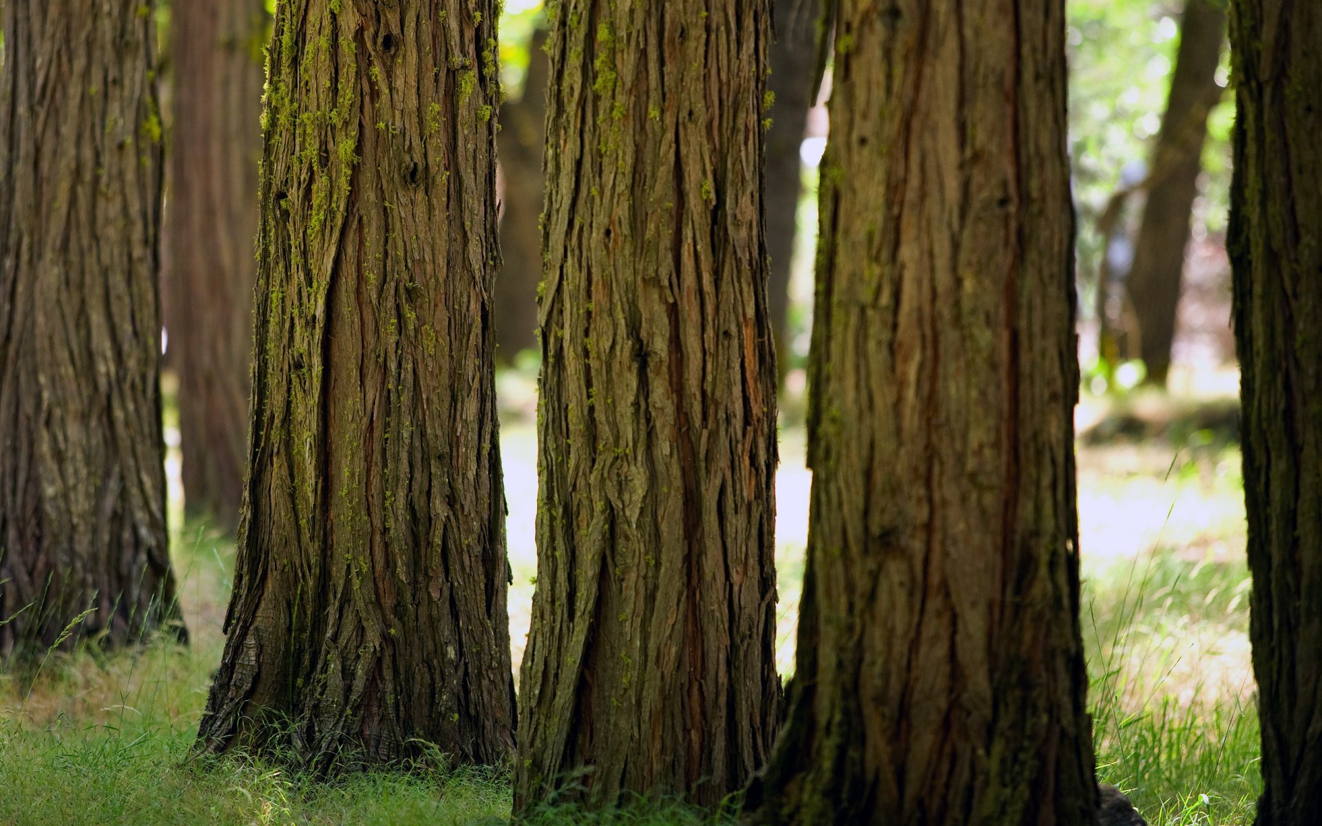 parc arbres herbe nature