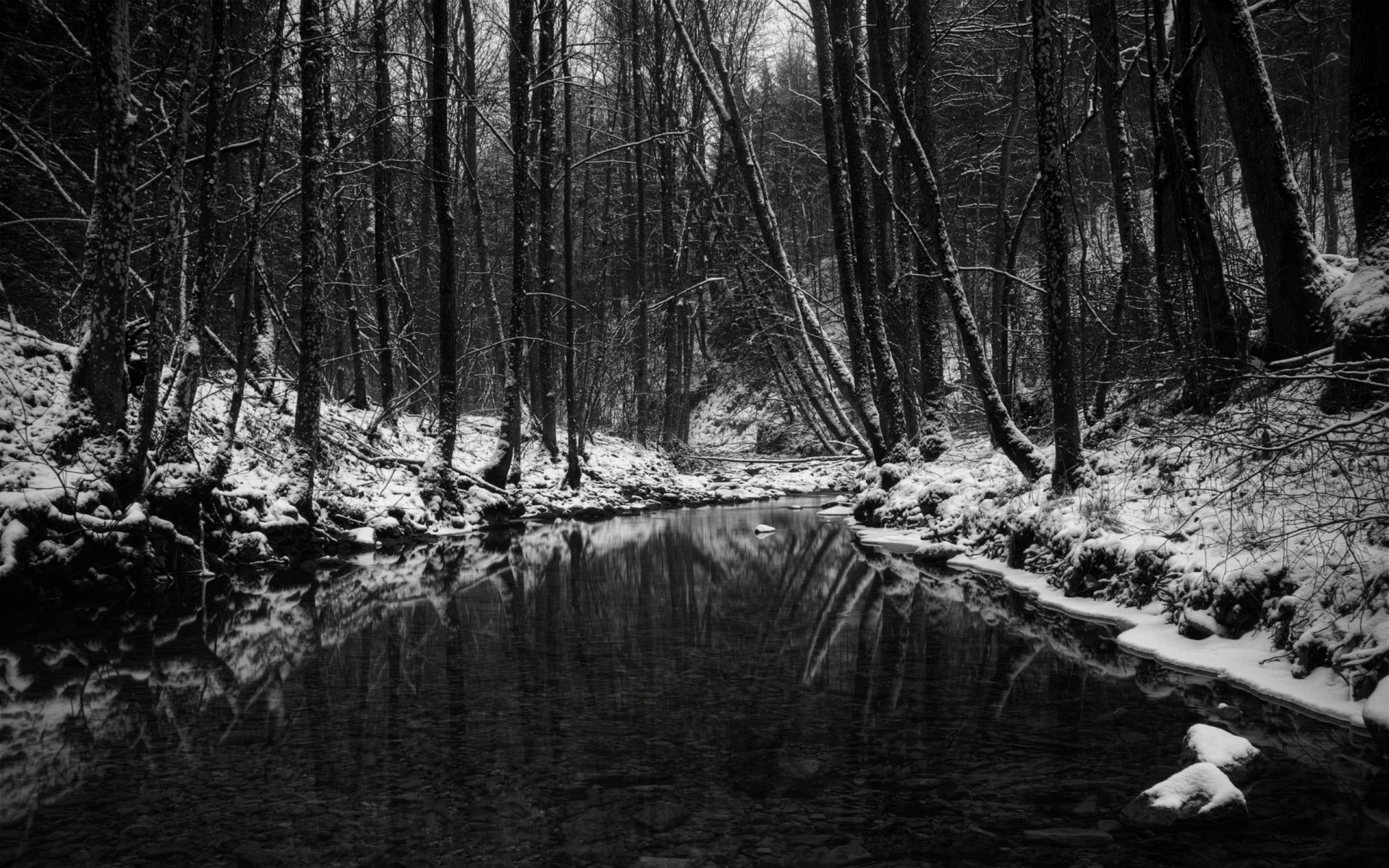 winter wald schwarz und weiß