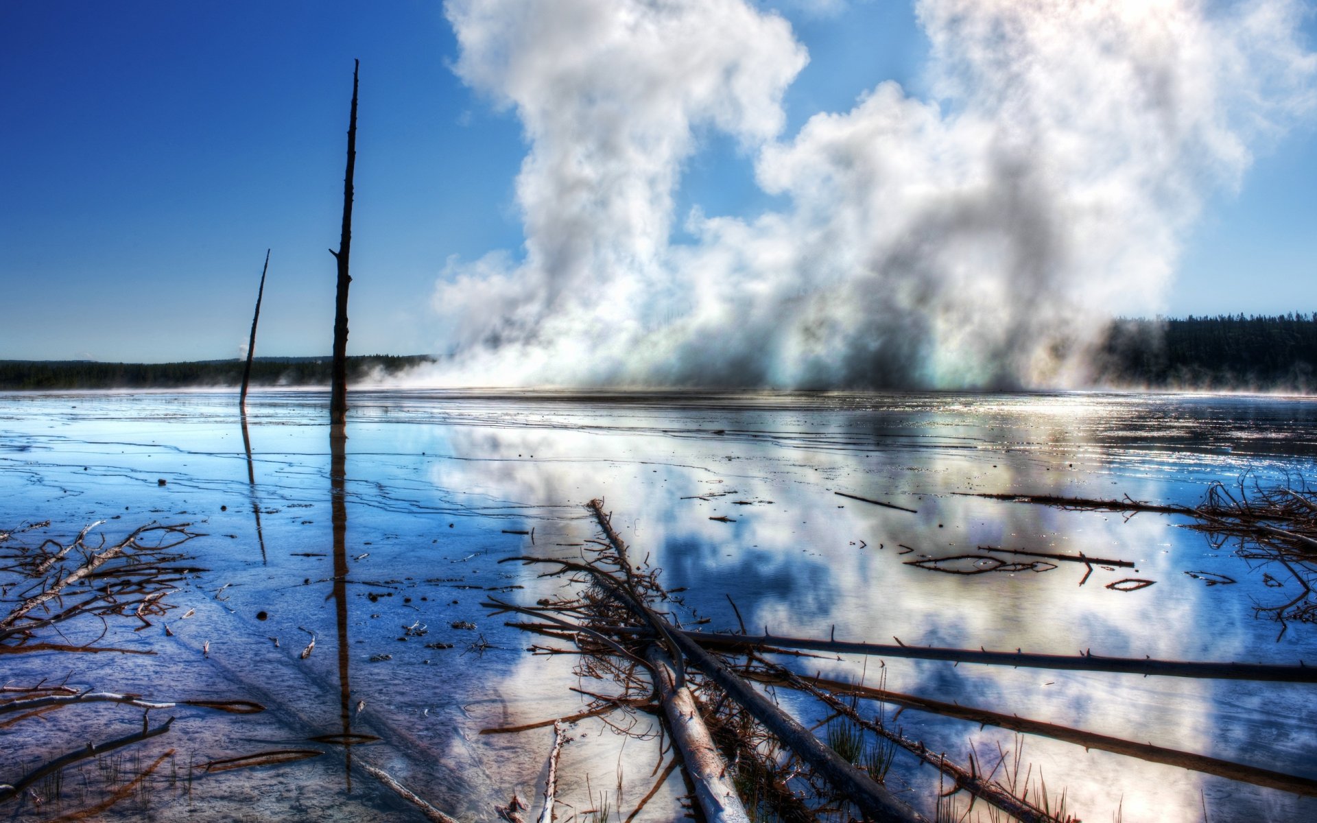 yellowstone pairs forest