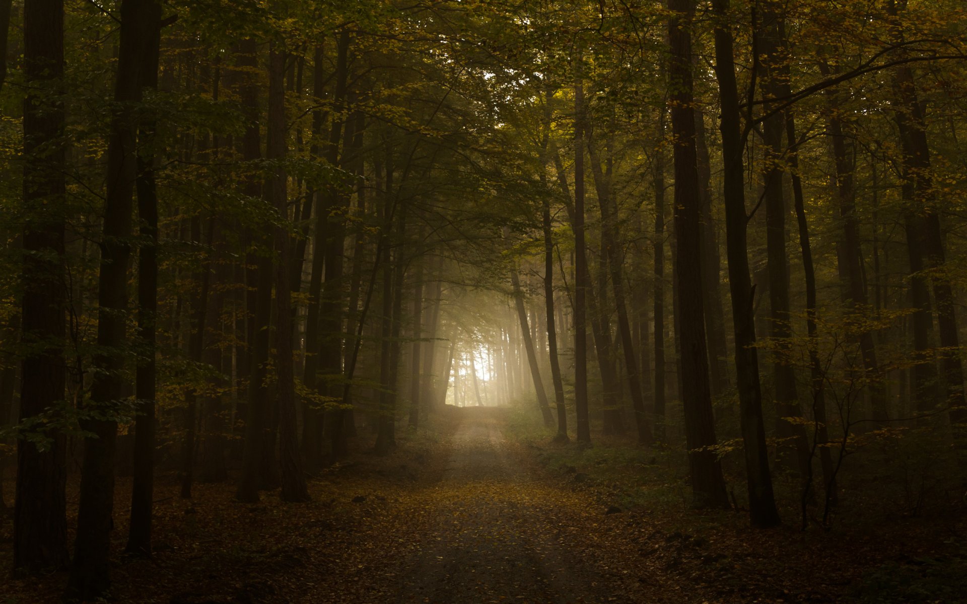 droga jesień liście tunel światło