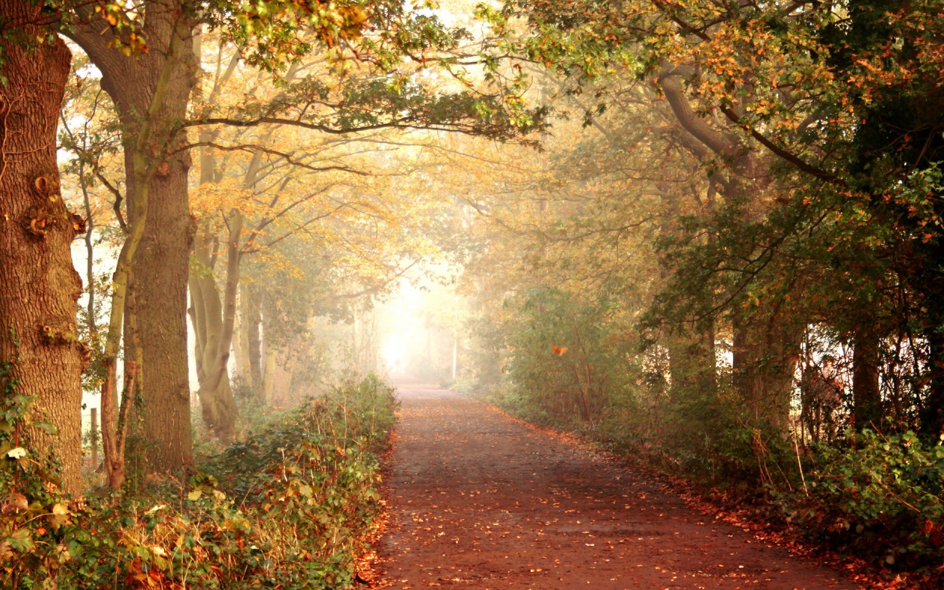 autumn road path forest tree leaves walk nature