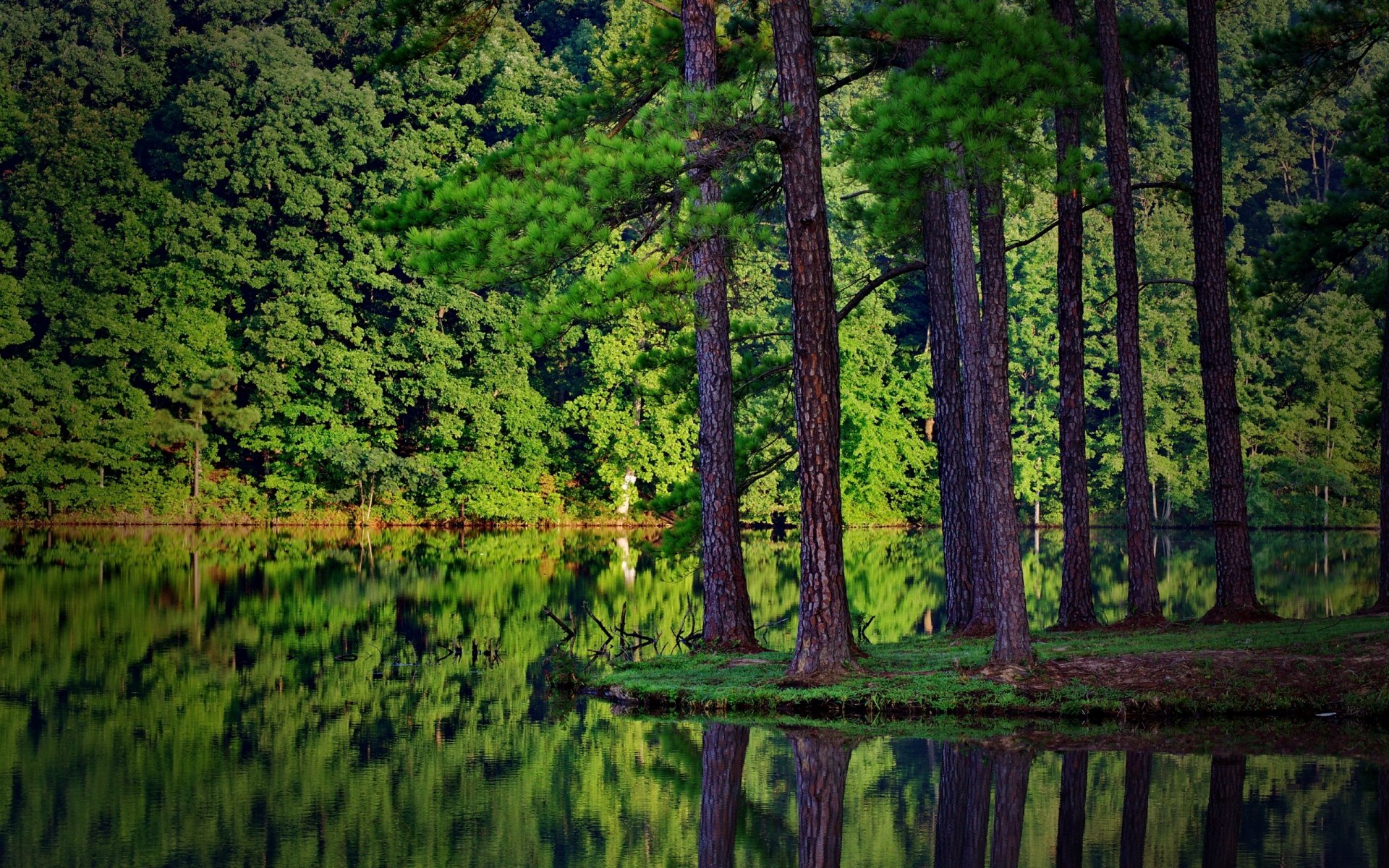 naturaleza bosque abeto río reflejo en el agua