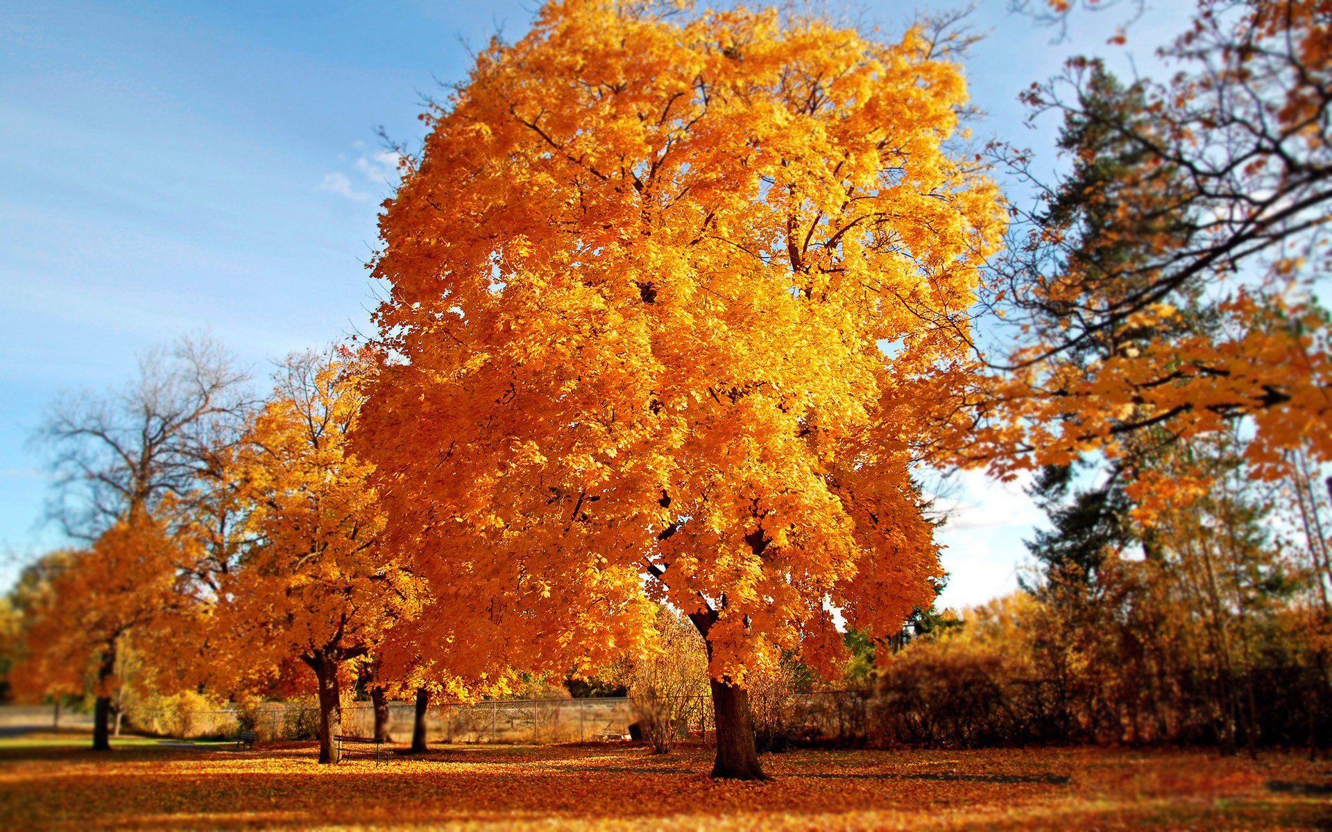 automne arbre or