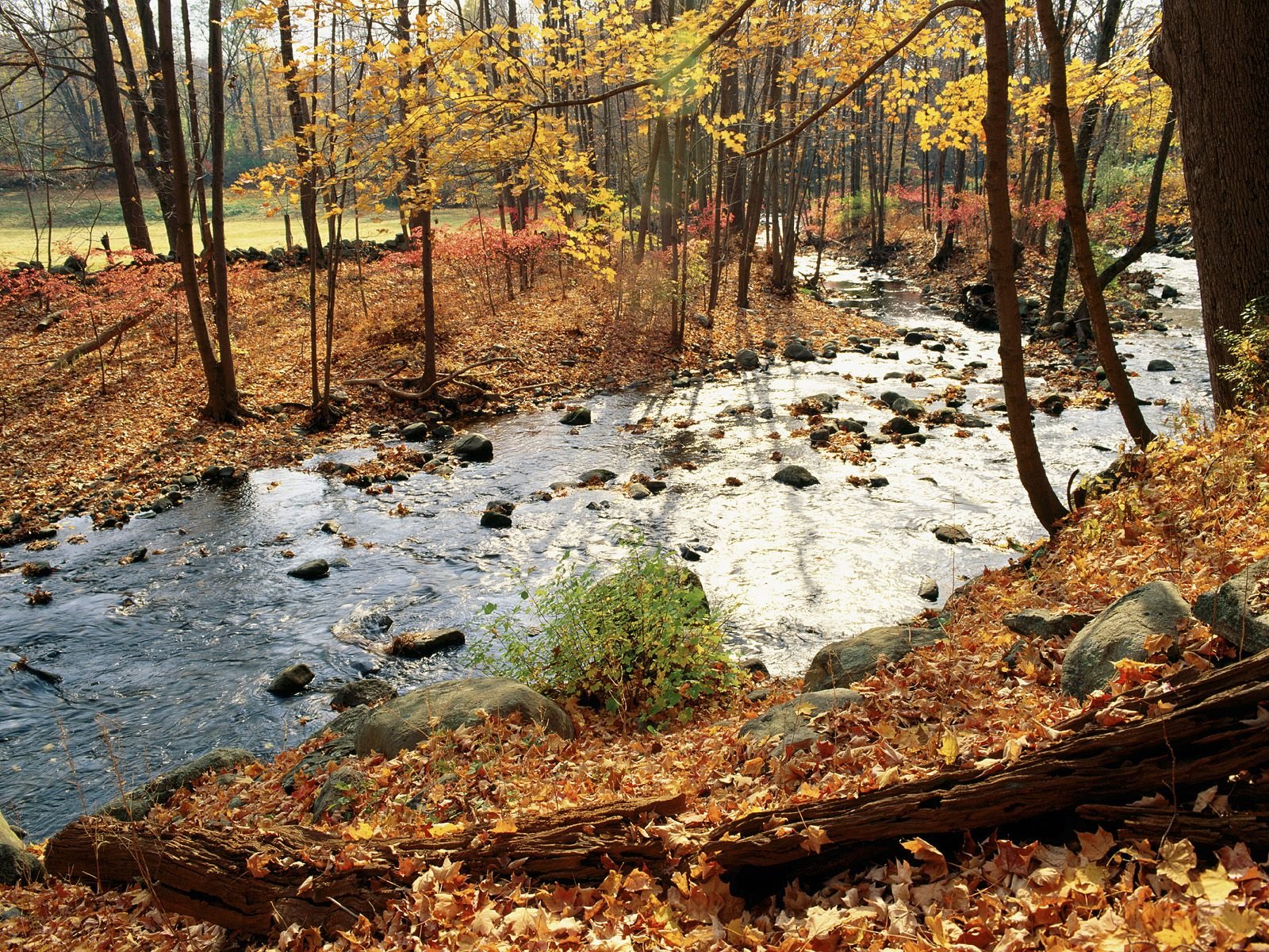 autunno foglia fiume