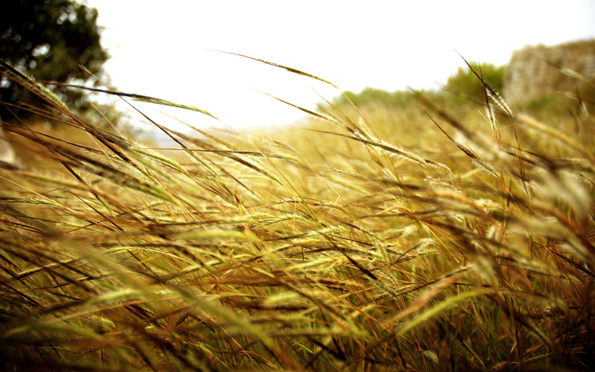 tiges herbe champ nature