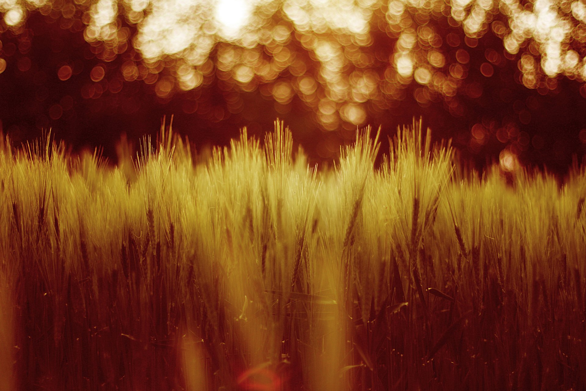 weizen feld gras natur