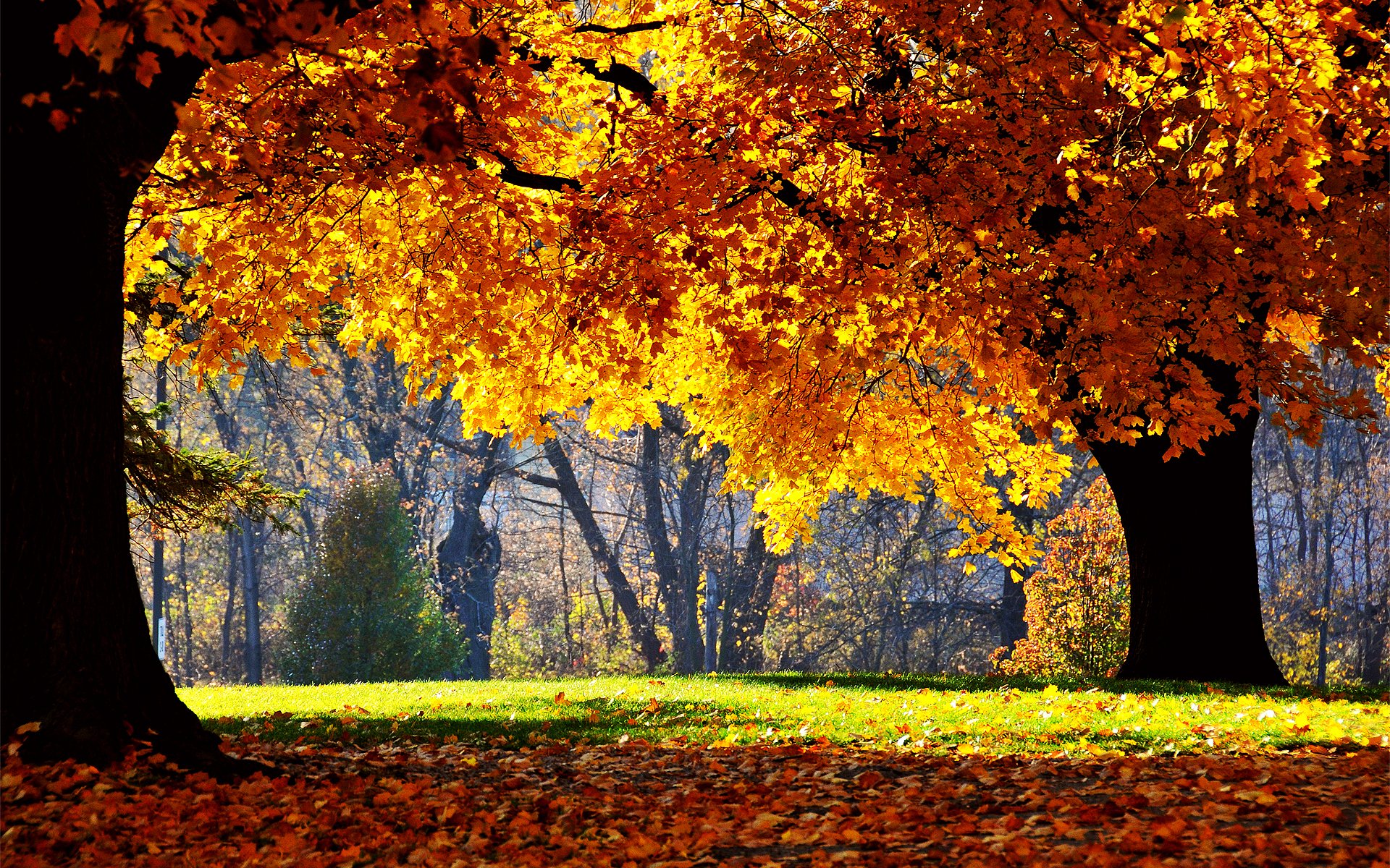 naturaleza árboles parque fotos hojas de otoño caída de hojas