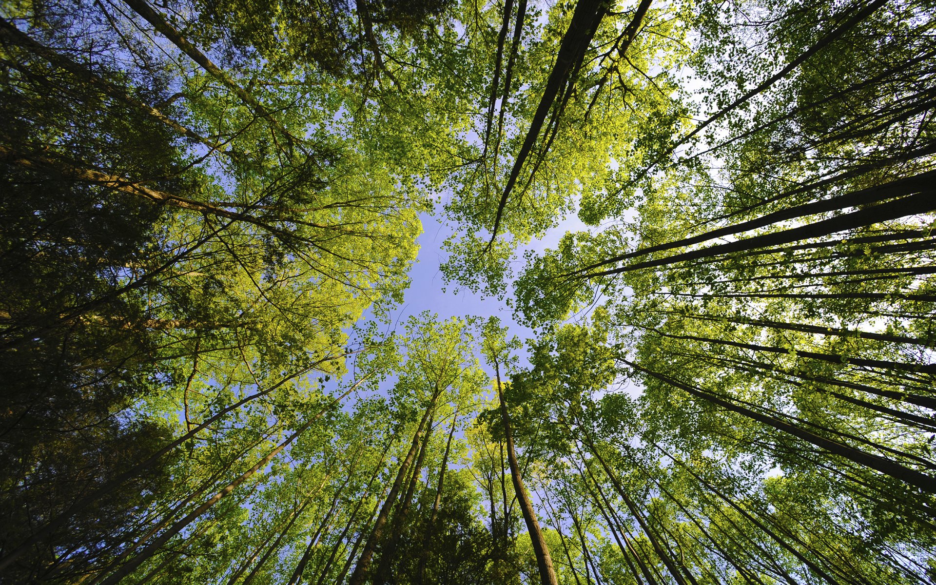 arbres ciel couronnes