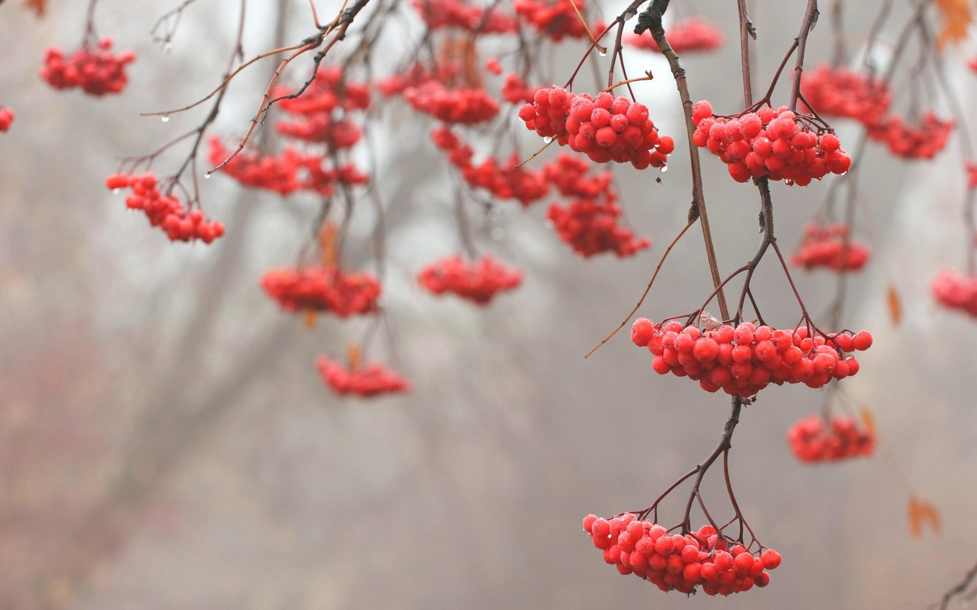 baum eberesche zweige rot