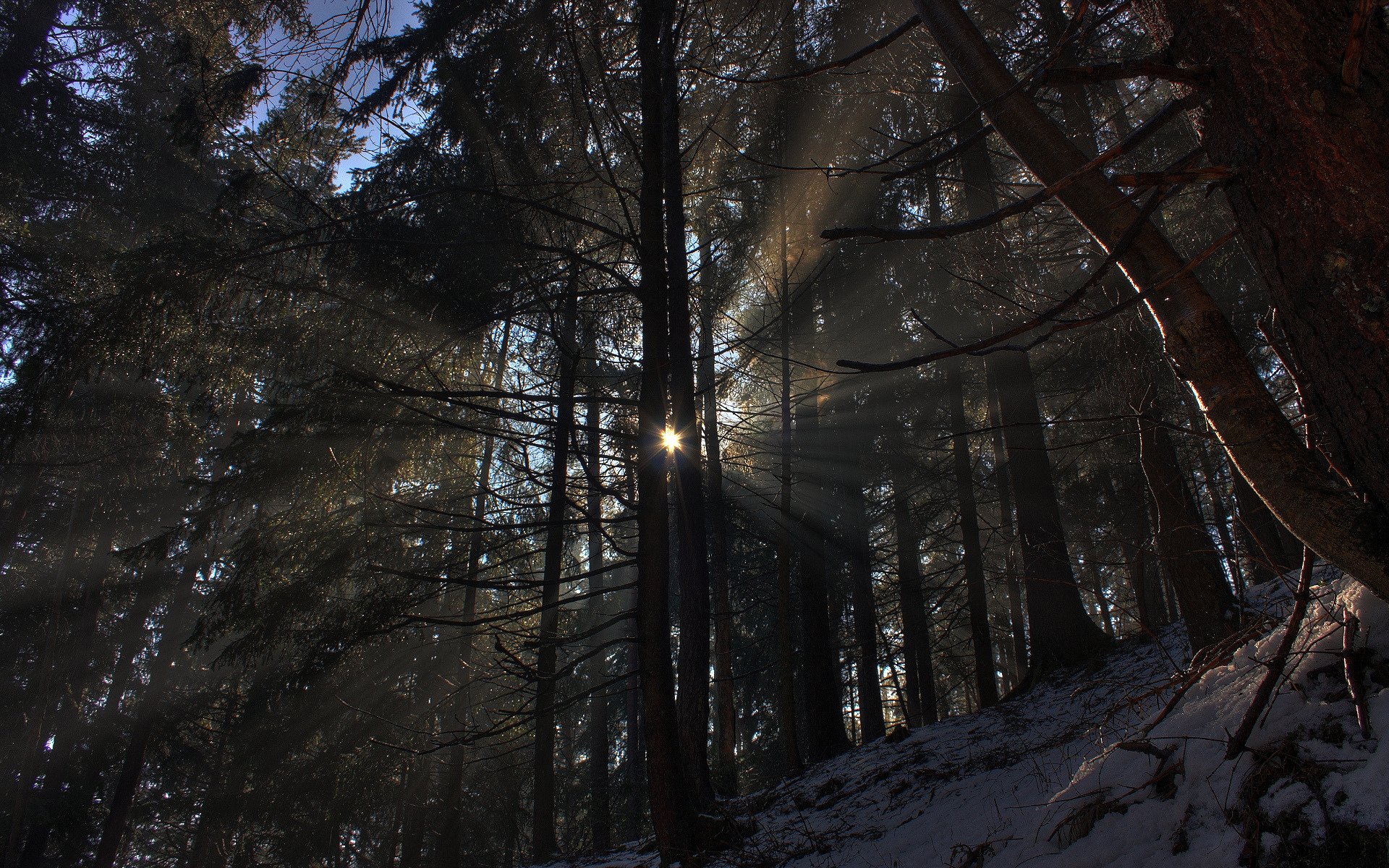 forêt nature hiver neige soleil arbres lumière rayons photo