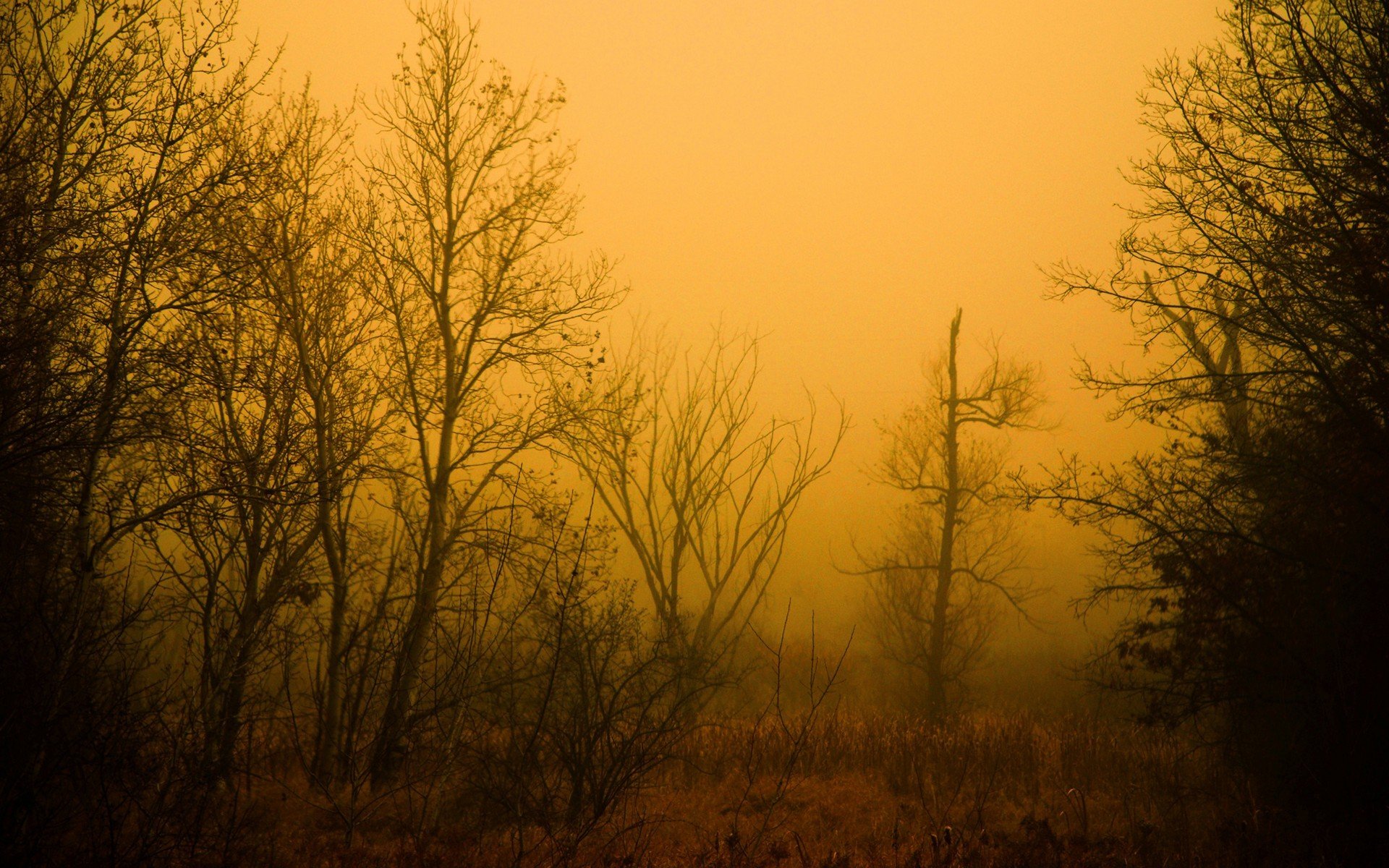 foresta mattina alberi