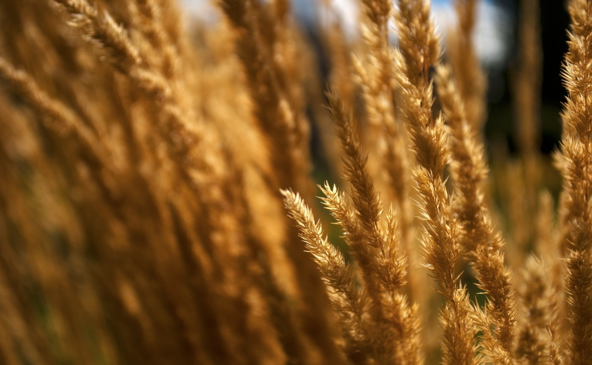 the field nature close up dry gra