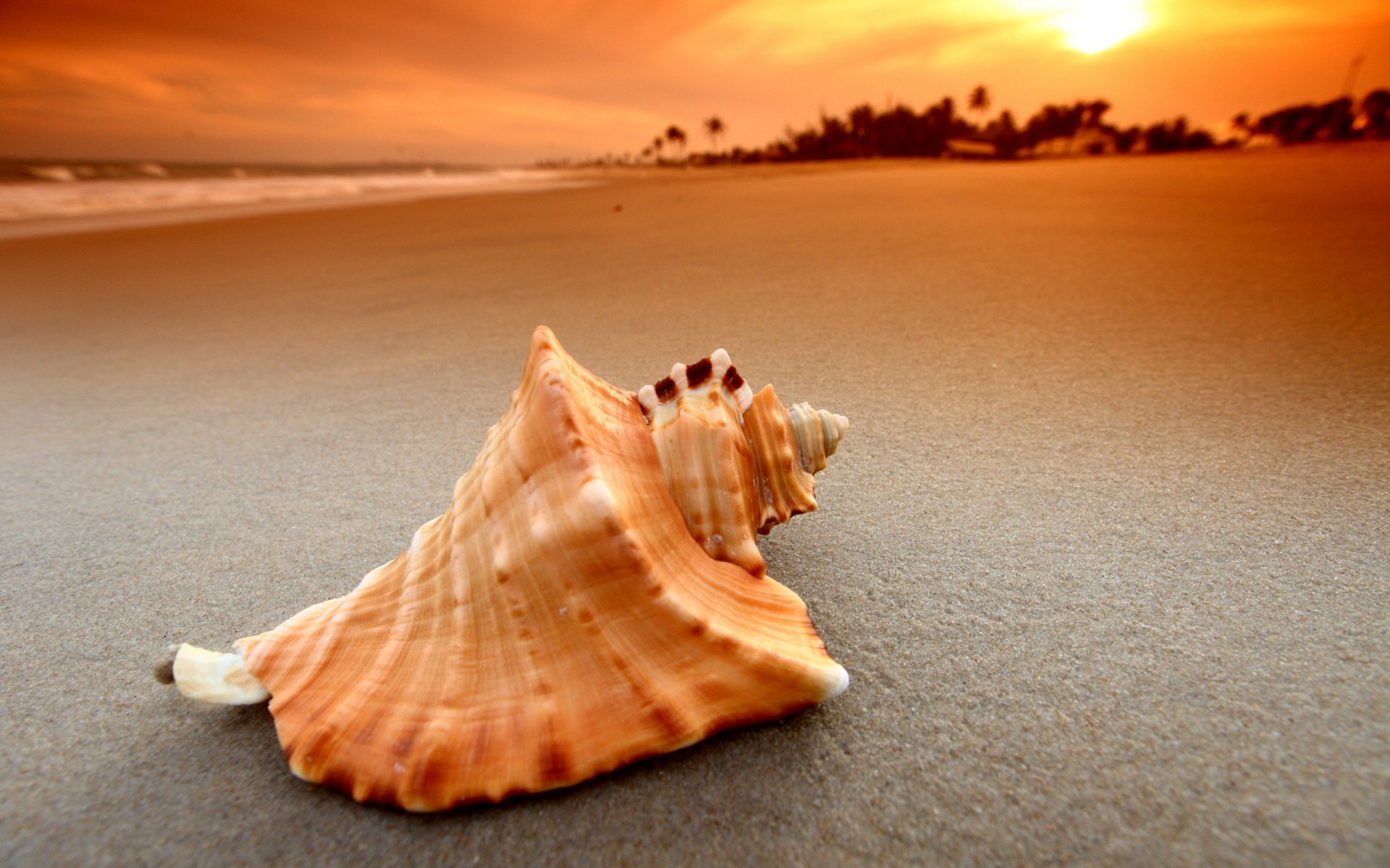 gros plan paysage de sable coquillages coquillages coquillages soleil