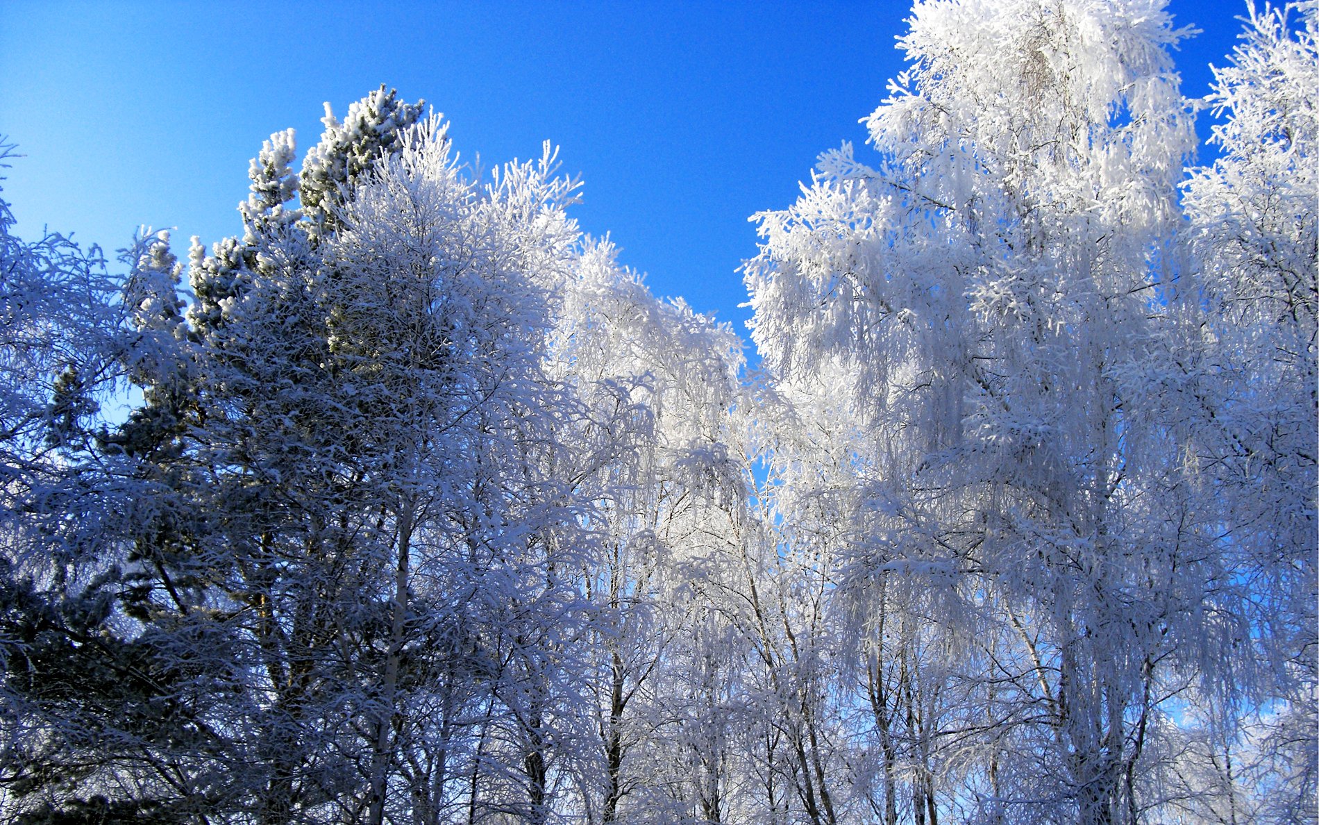 zima las drzewa śnieg