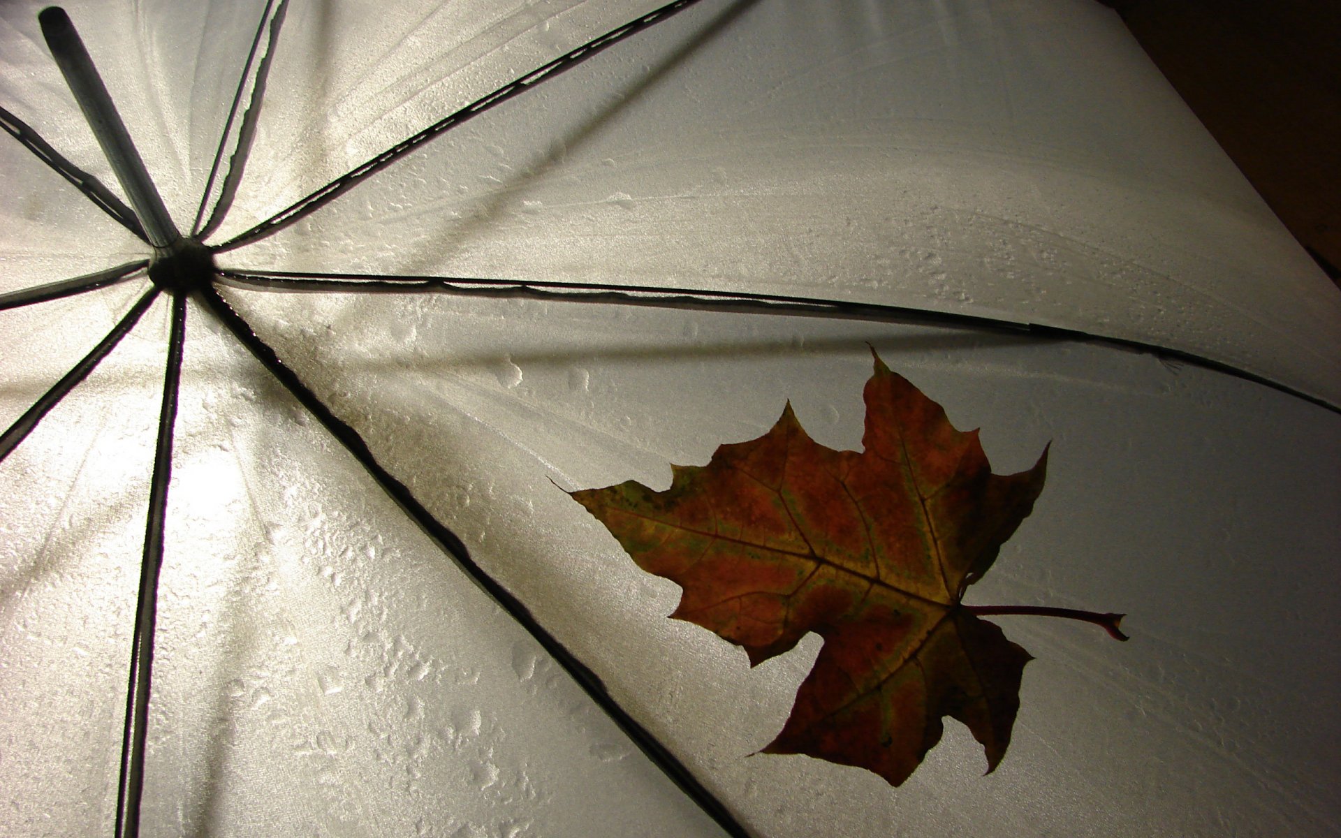 regenschirm regen blatt wetter verschiedenes leav