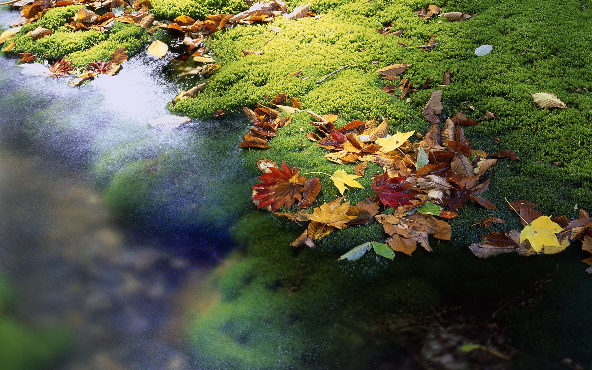 japan leaves creek