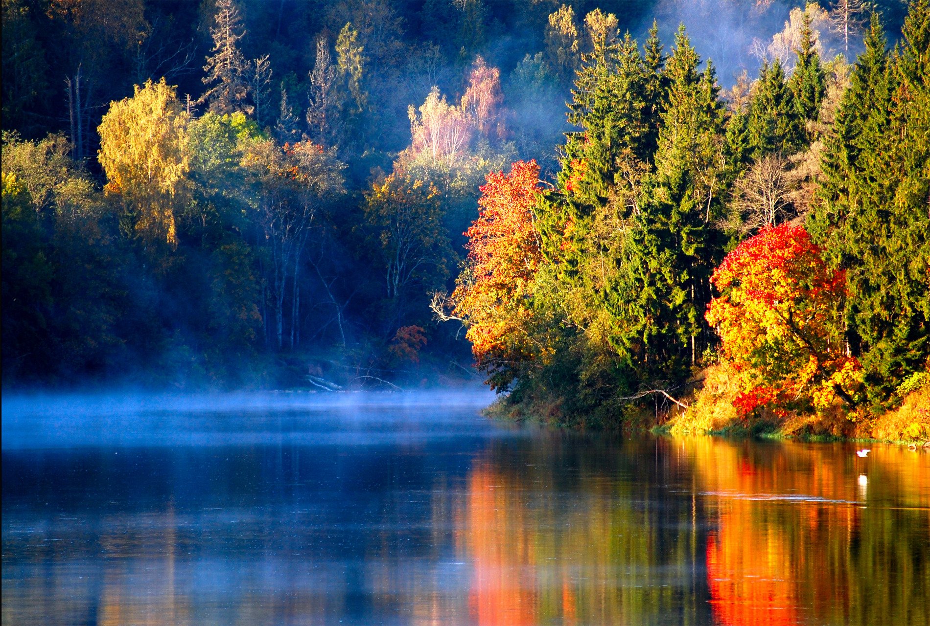 lettone autunno autunno foresta fiume uccello nebbia mattina