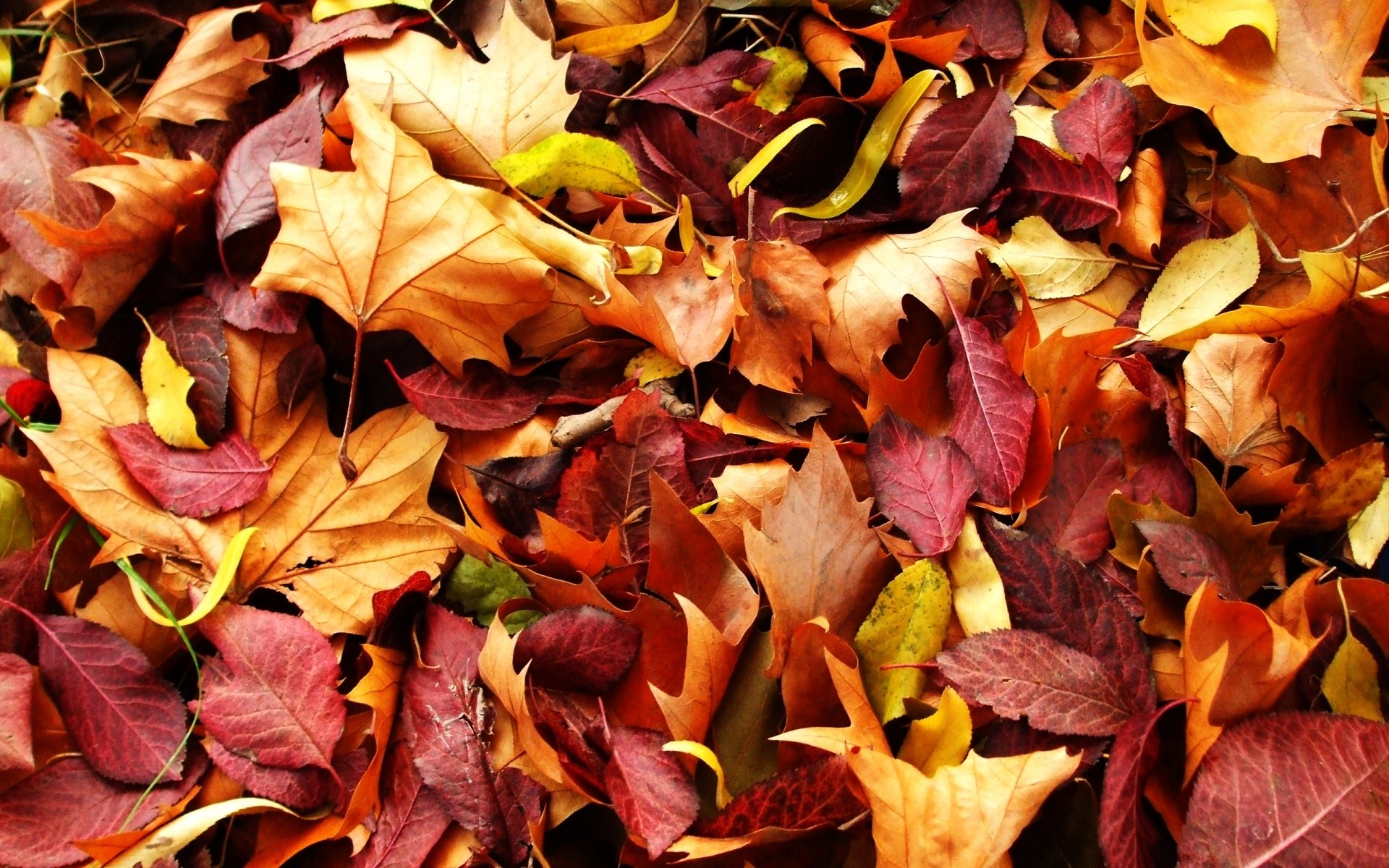 natura autunno foglie rosse gialle