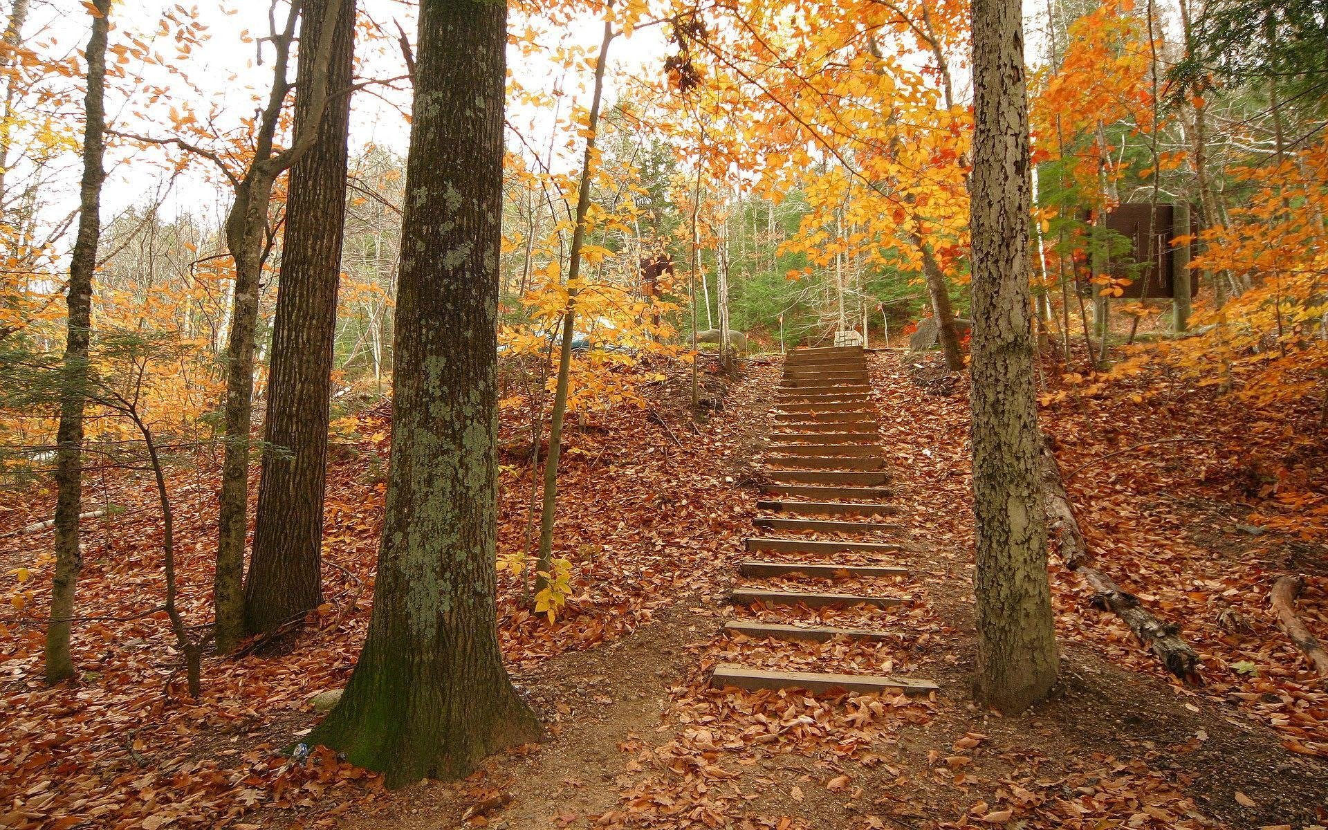 tapete herbst bäume treppe