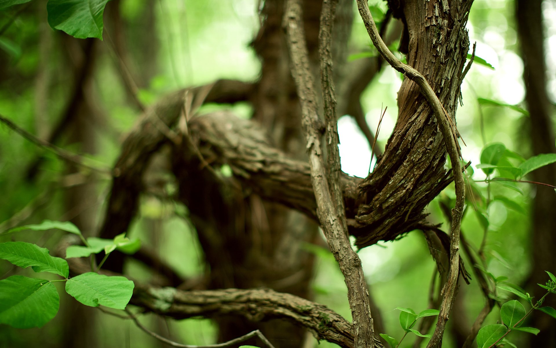 natur wald zweige zweige laub grün pflanzen leben blätter bäume green life foto