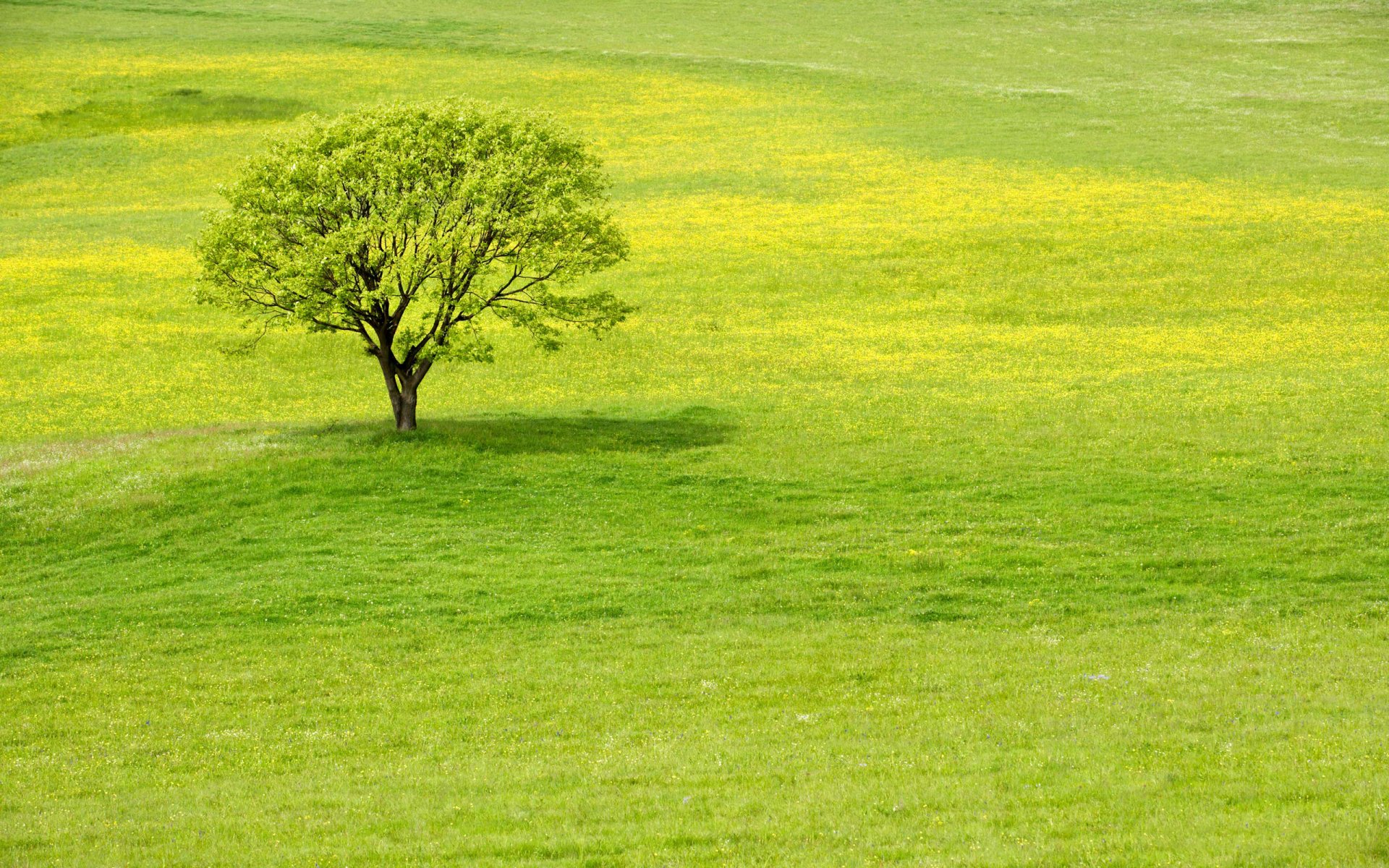 tree grass green