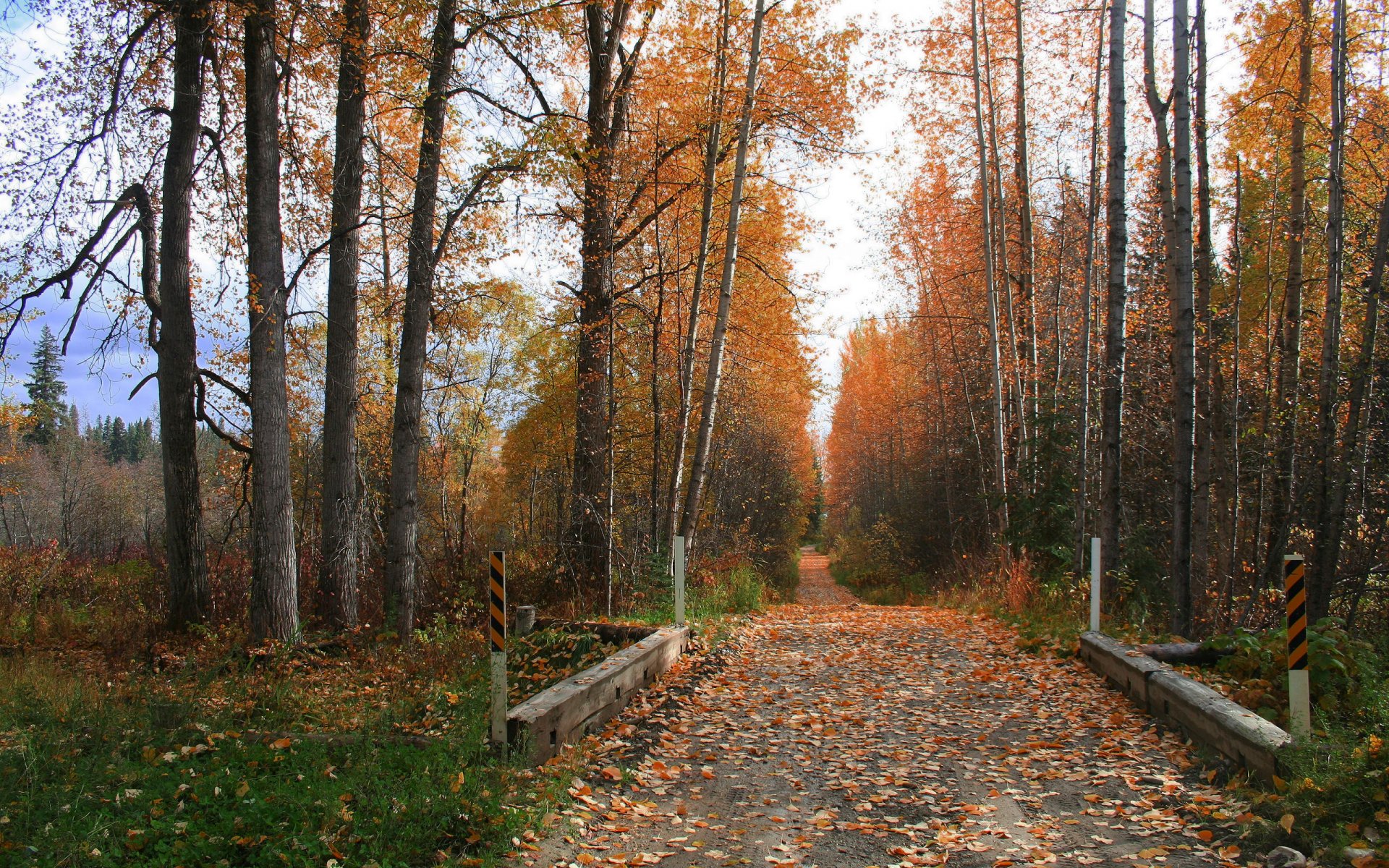 herbst straße bäume gras blätter