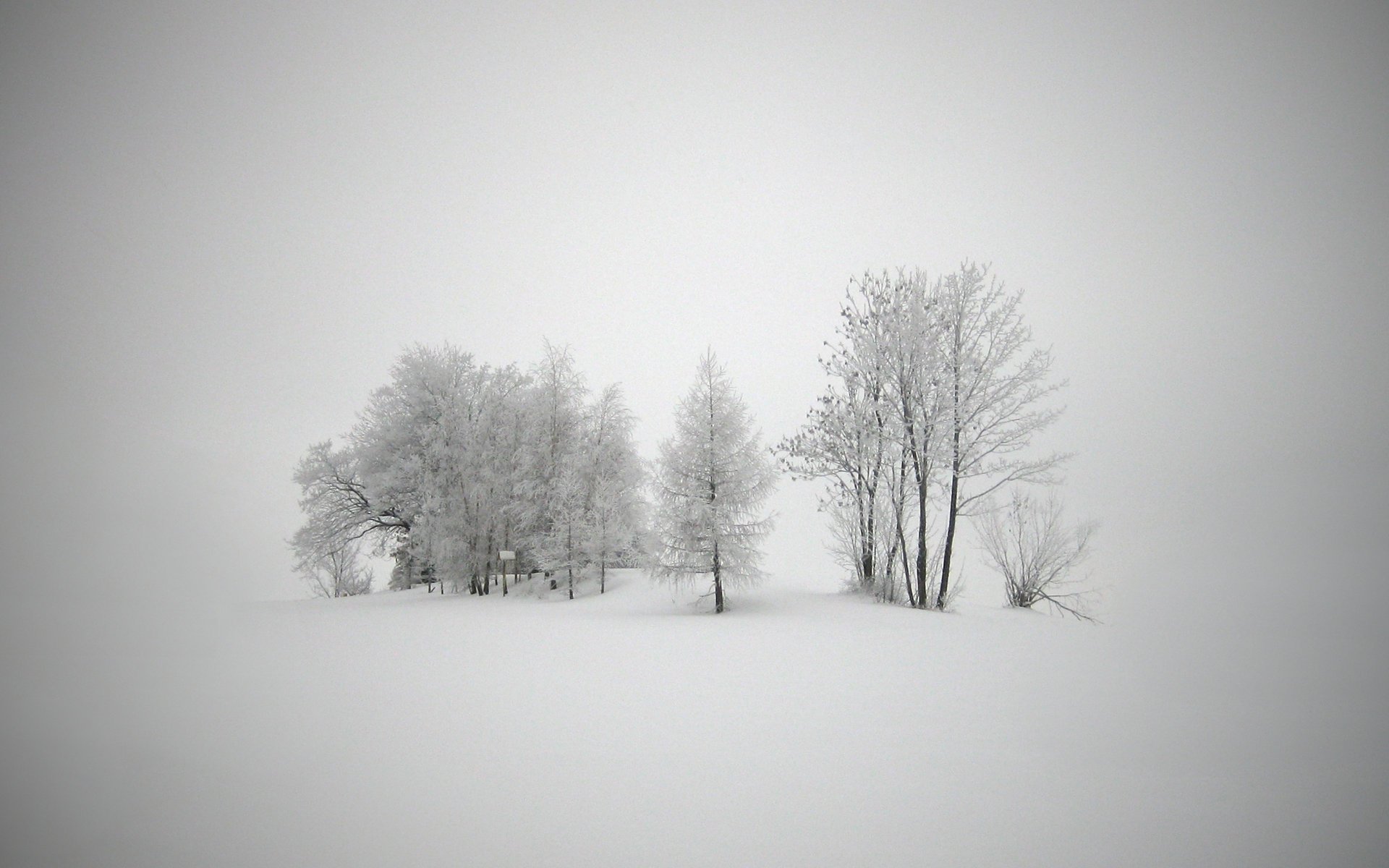 winter landscapes snow frost cold new year trees blizzard blizzard blizzard