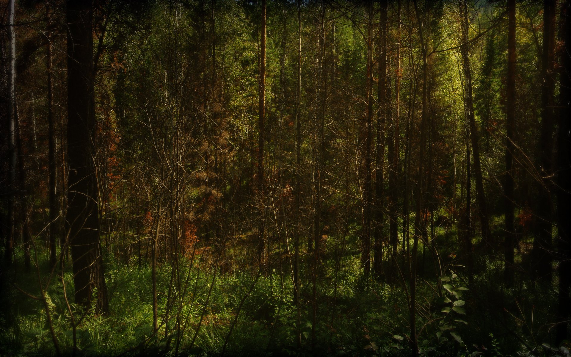 forêt arbres de noël rayons de soleil