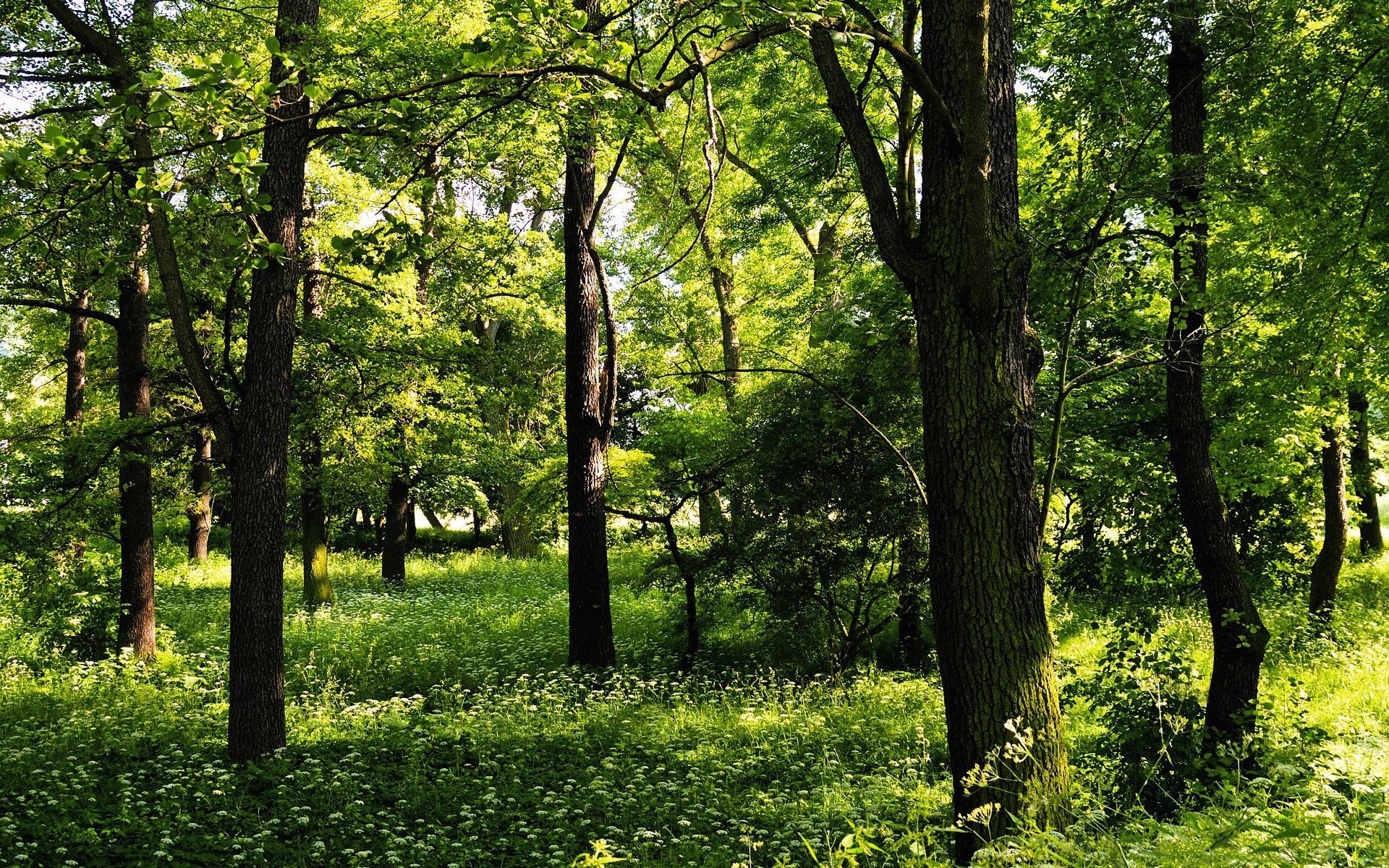 grün bäume sommer