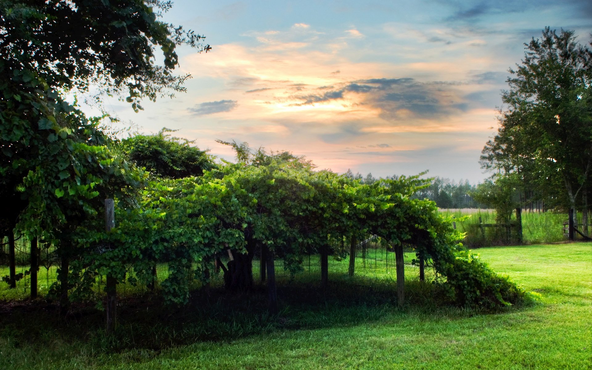 vineyard green cloud