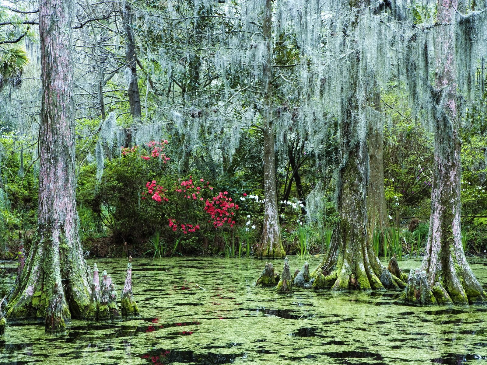 hundido bosque pantano flores