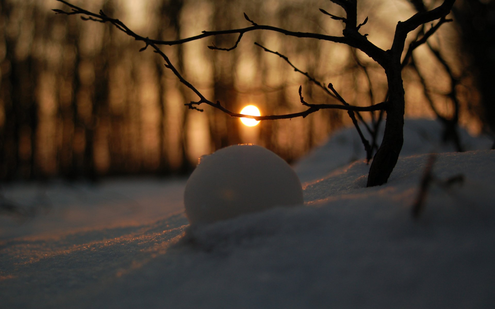 winterwald schnee hintergrundbilder