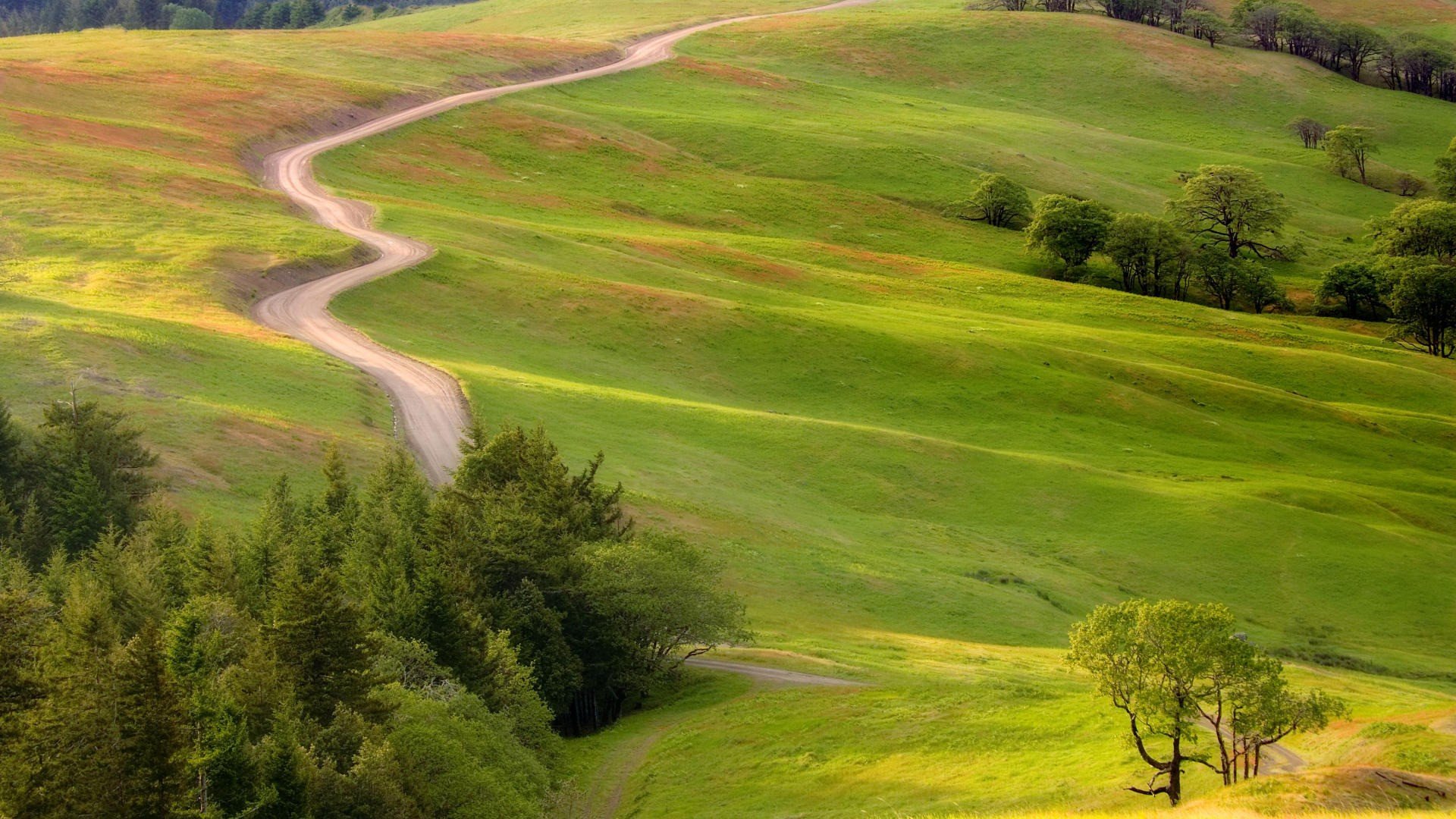 road bush meadow