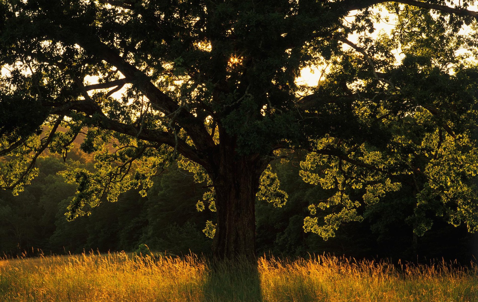 natura alberi luce raggi erba campo foto