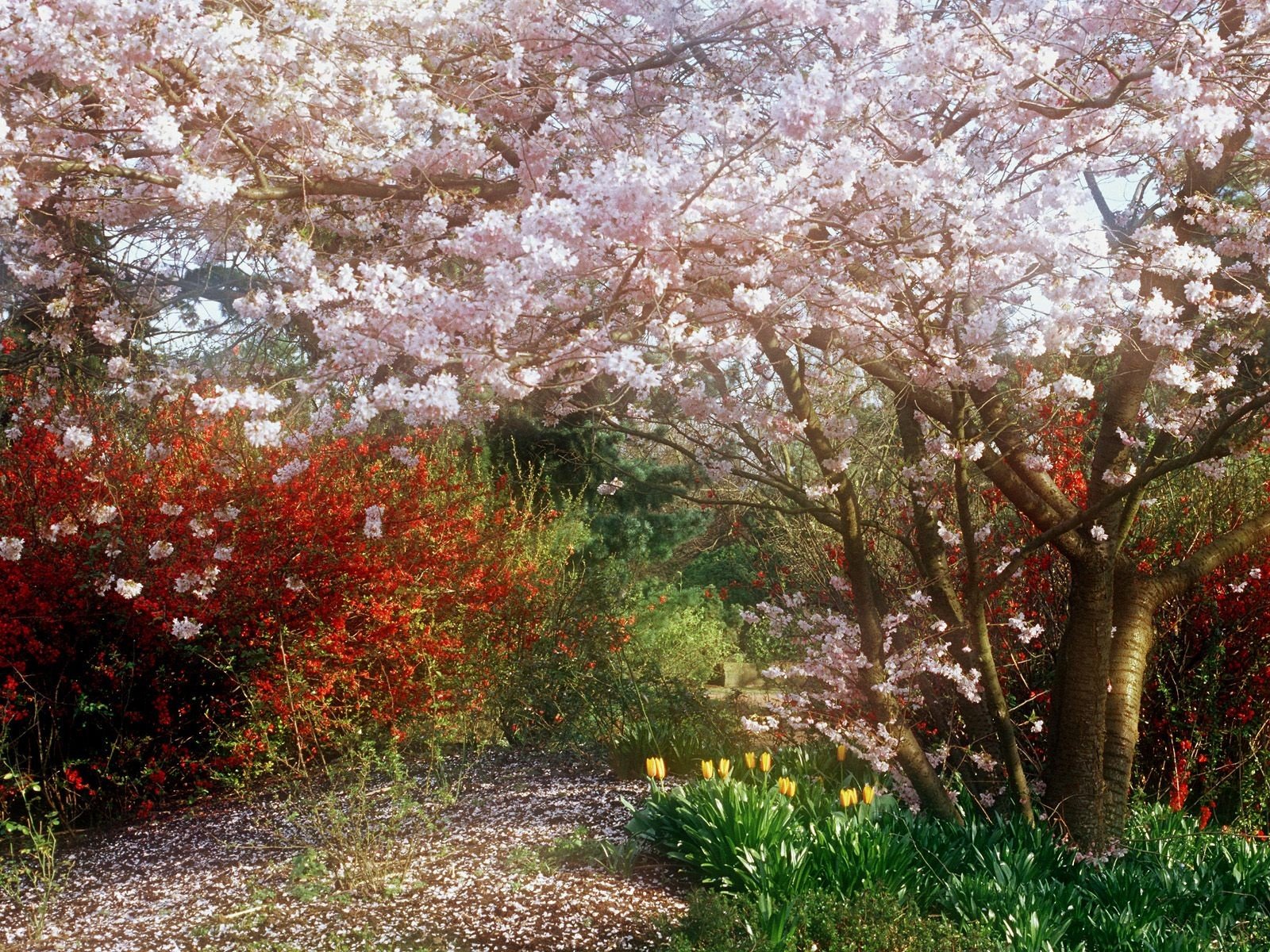 flowers tree bush grove