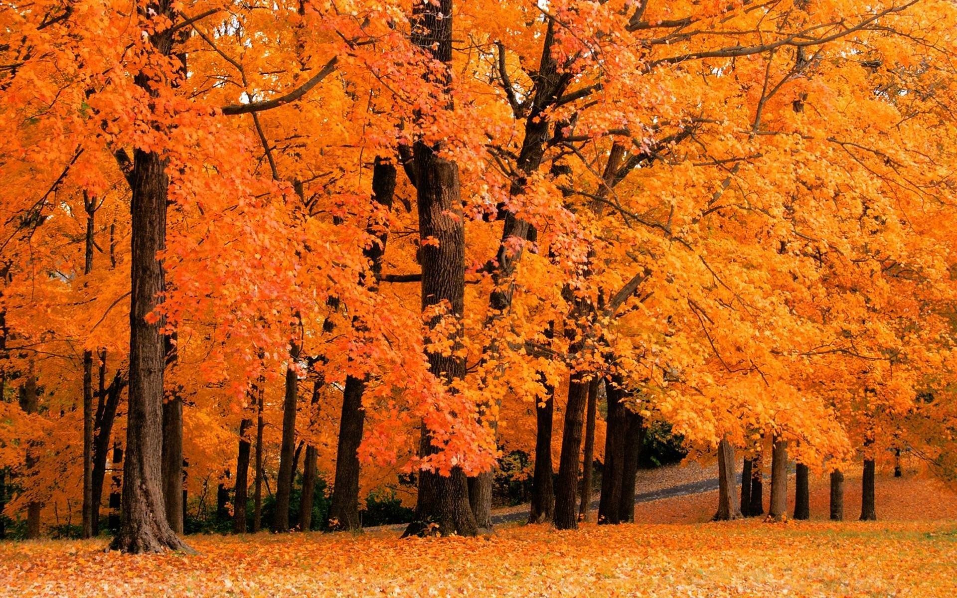 nature automne arbres forêts parcs feuilles chute des feuilles