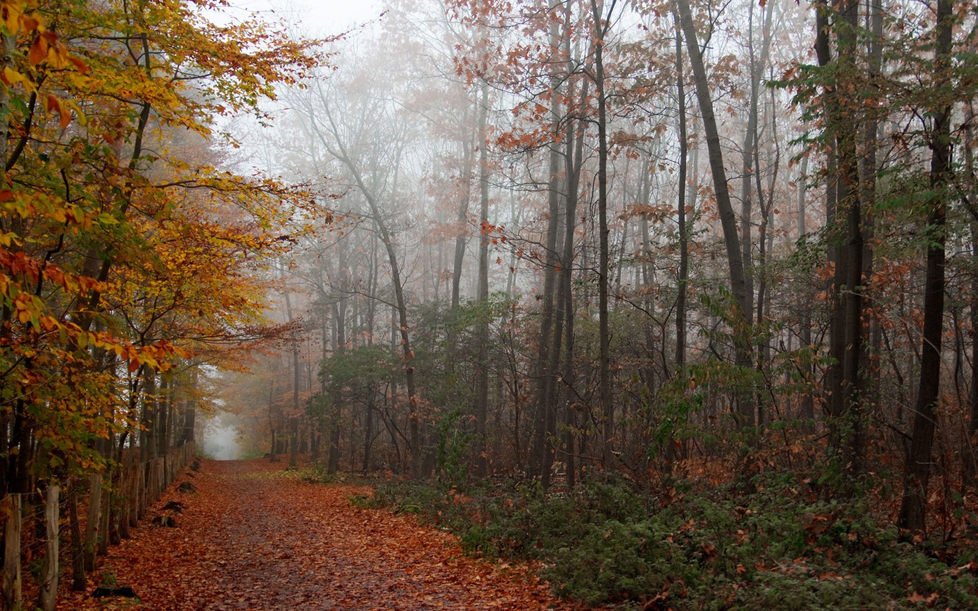 foresta.strada fogliame autunno