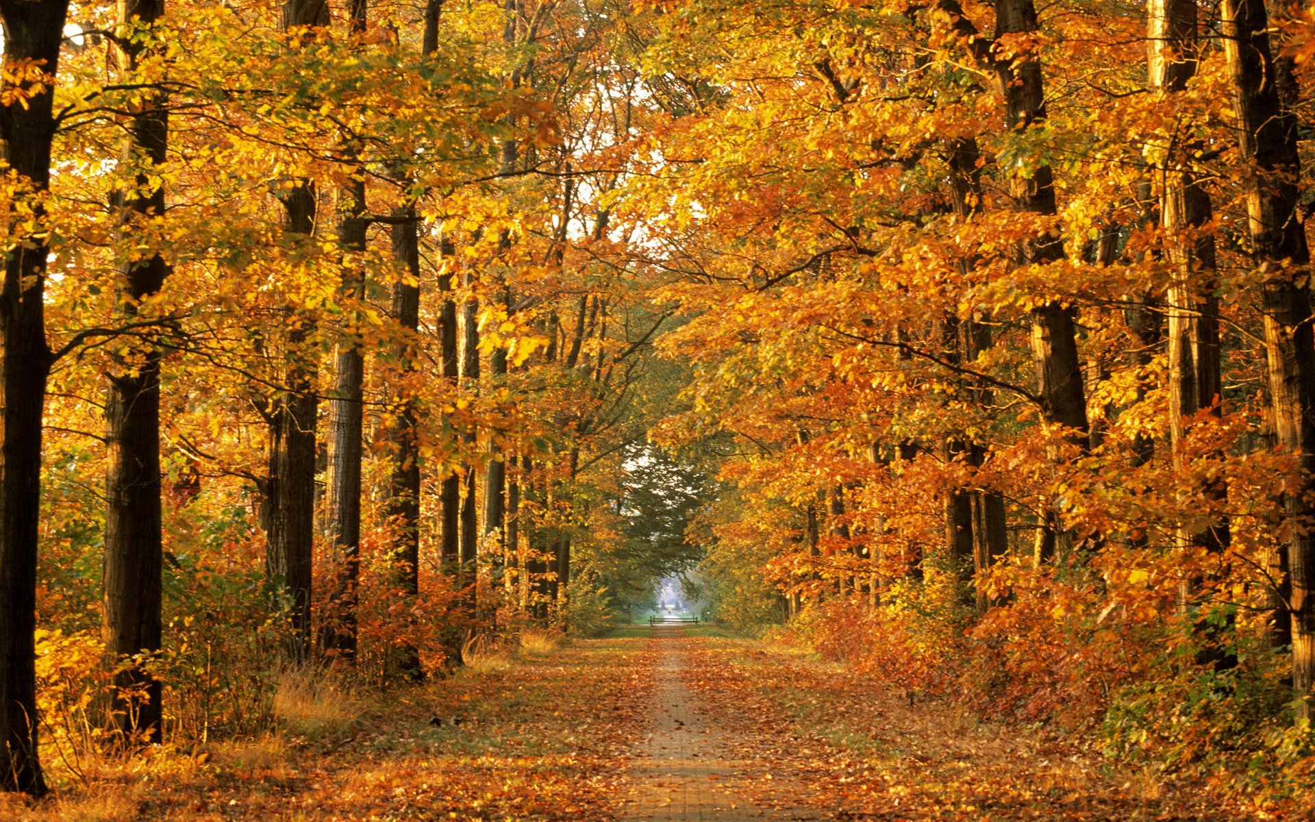 otoño naturaleza temporada de otoño árboles bosque carretera