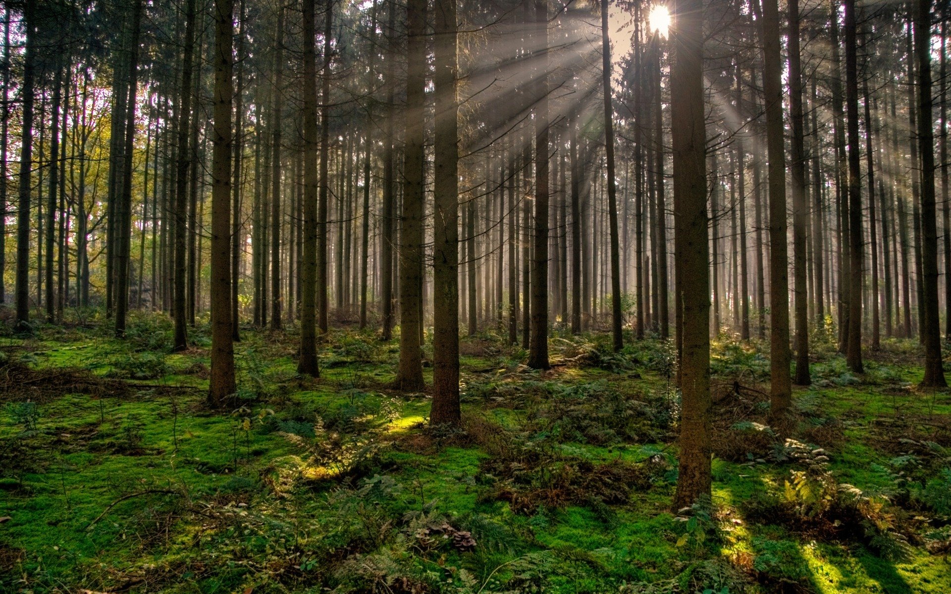 las drzewa wieczór promienie słońca natura