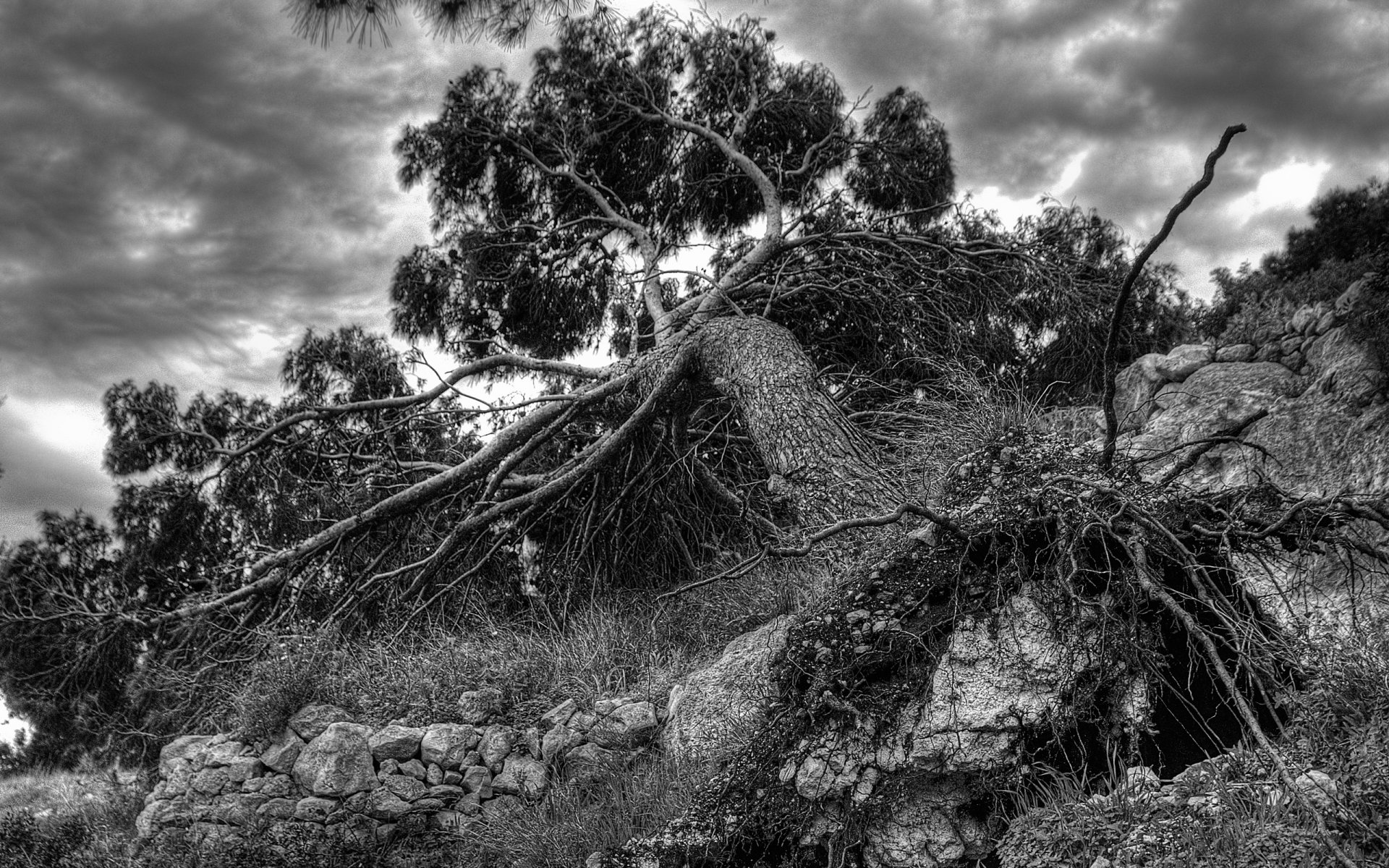 caduto albero radice telaio