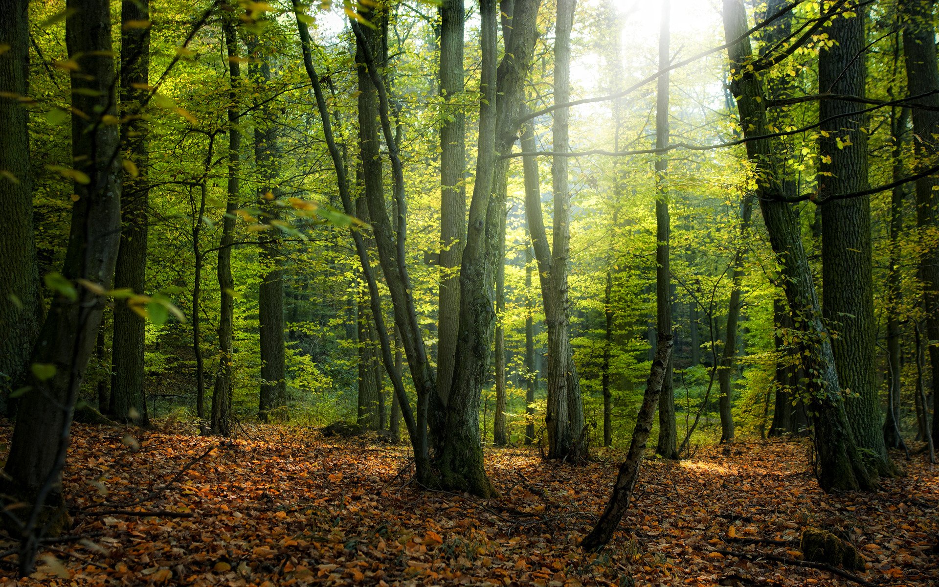 naturaleza parque bosques árboles árbol hojas otoño