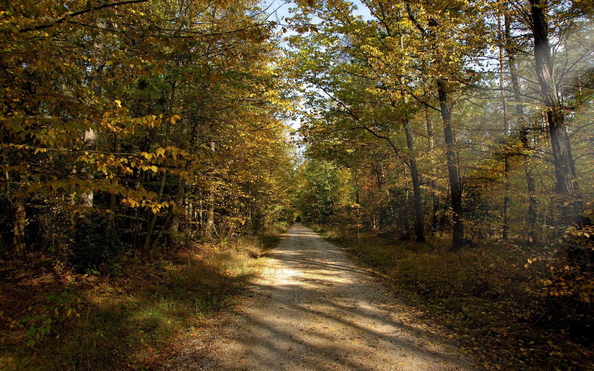 autumn forest road