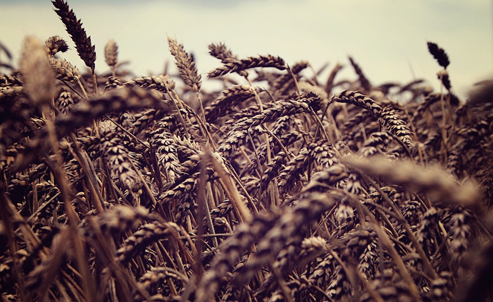 nature wheat the field ears spikes spike sky sky macro field