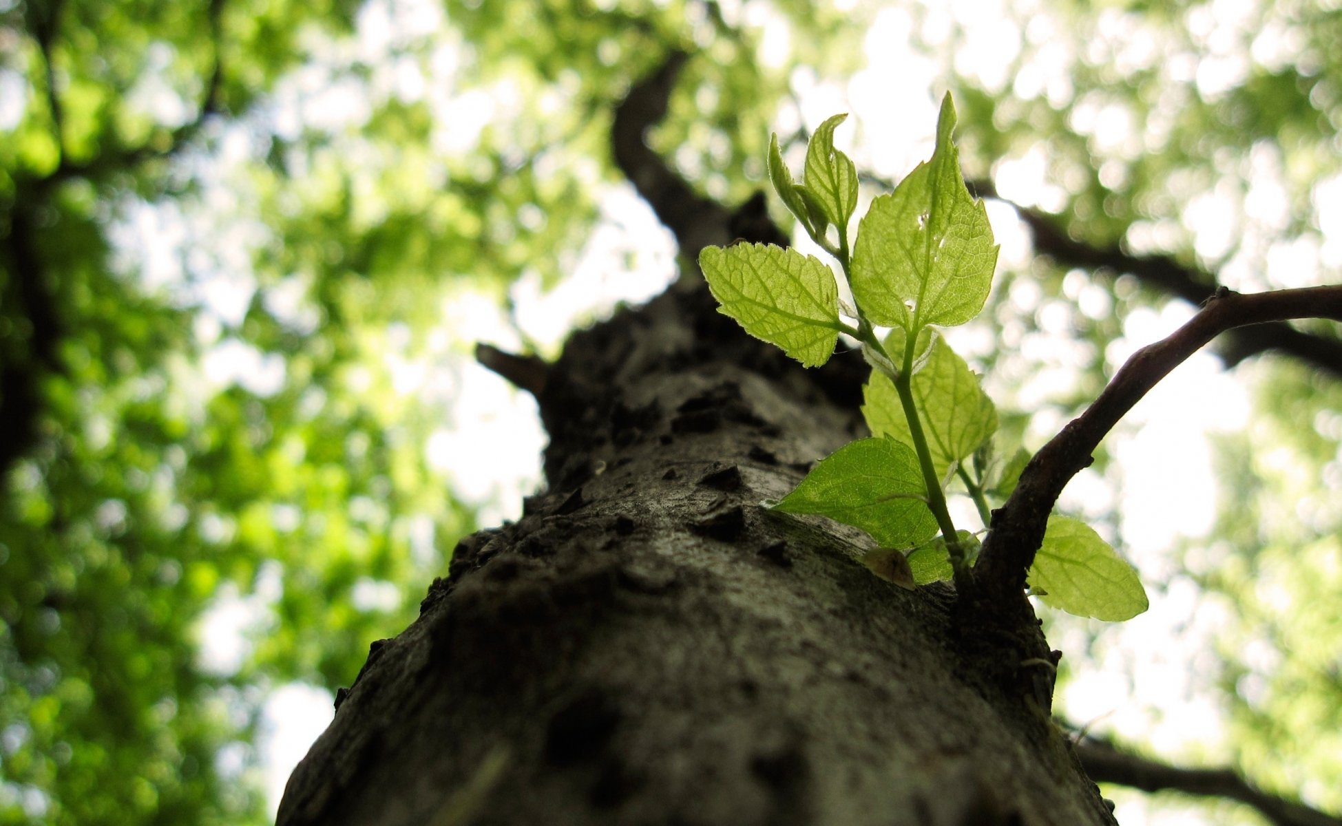 natur baum makro zweige blätter