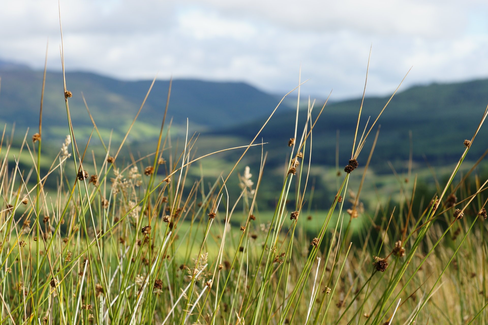 gras berge himmel