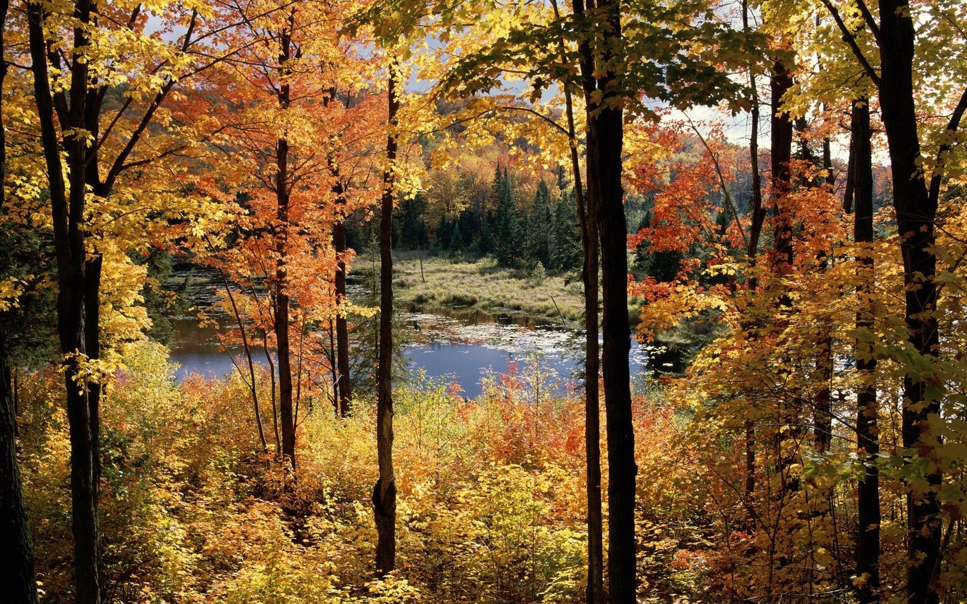 landschaft herbst bäume sumpf