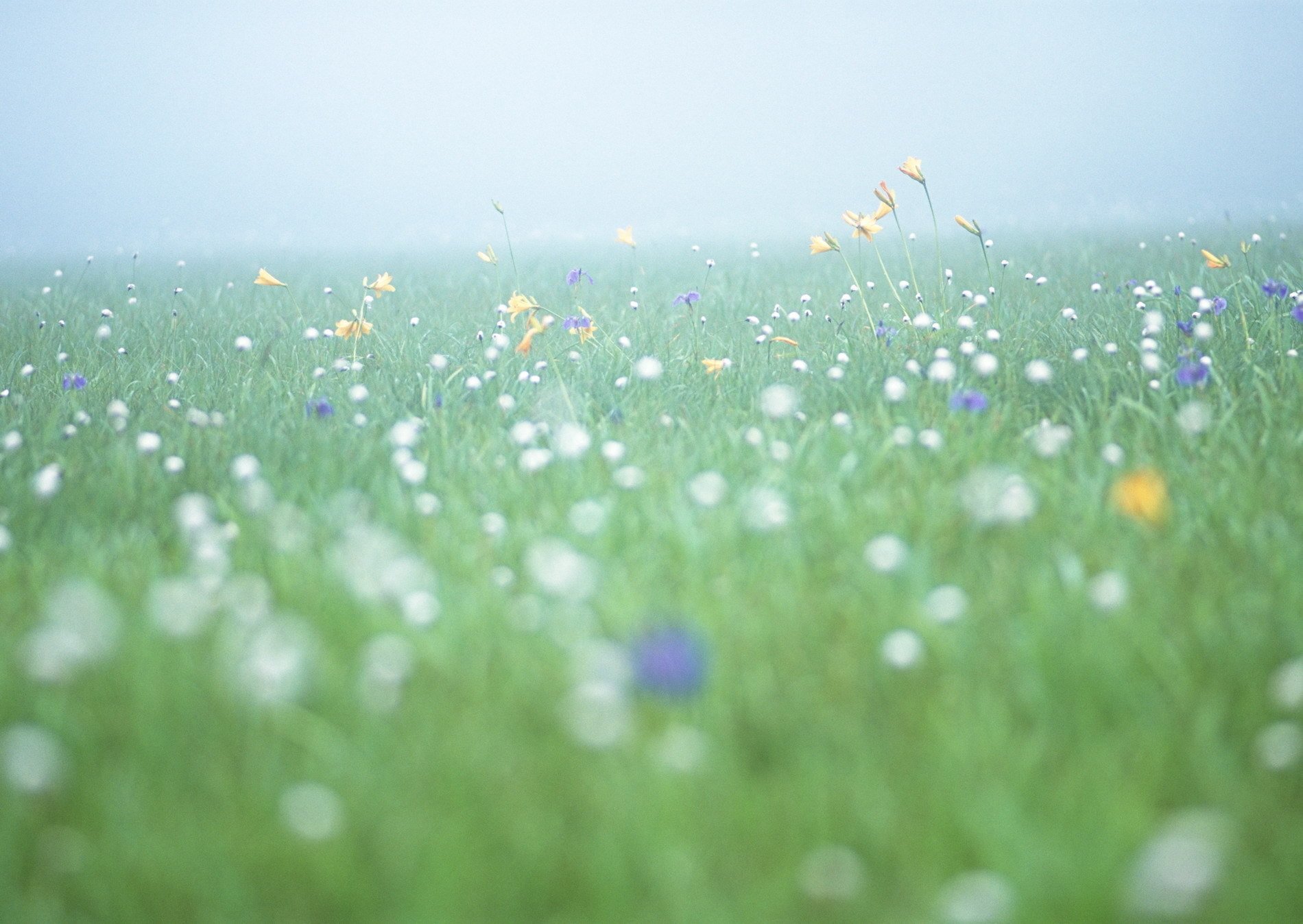 campo mattina freschezza fiori nebbia