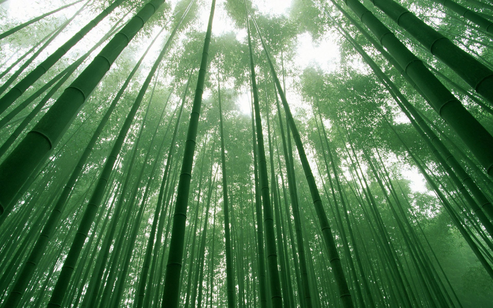 arbres bambou feuillage vert ciel