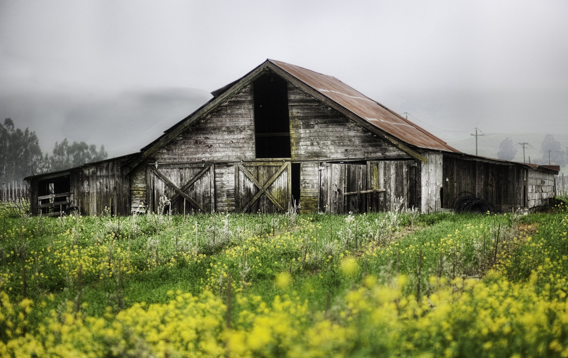 paisaje naturaleza jardín plantas casa abandonado construcción