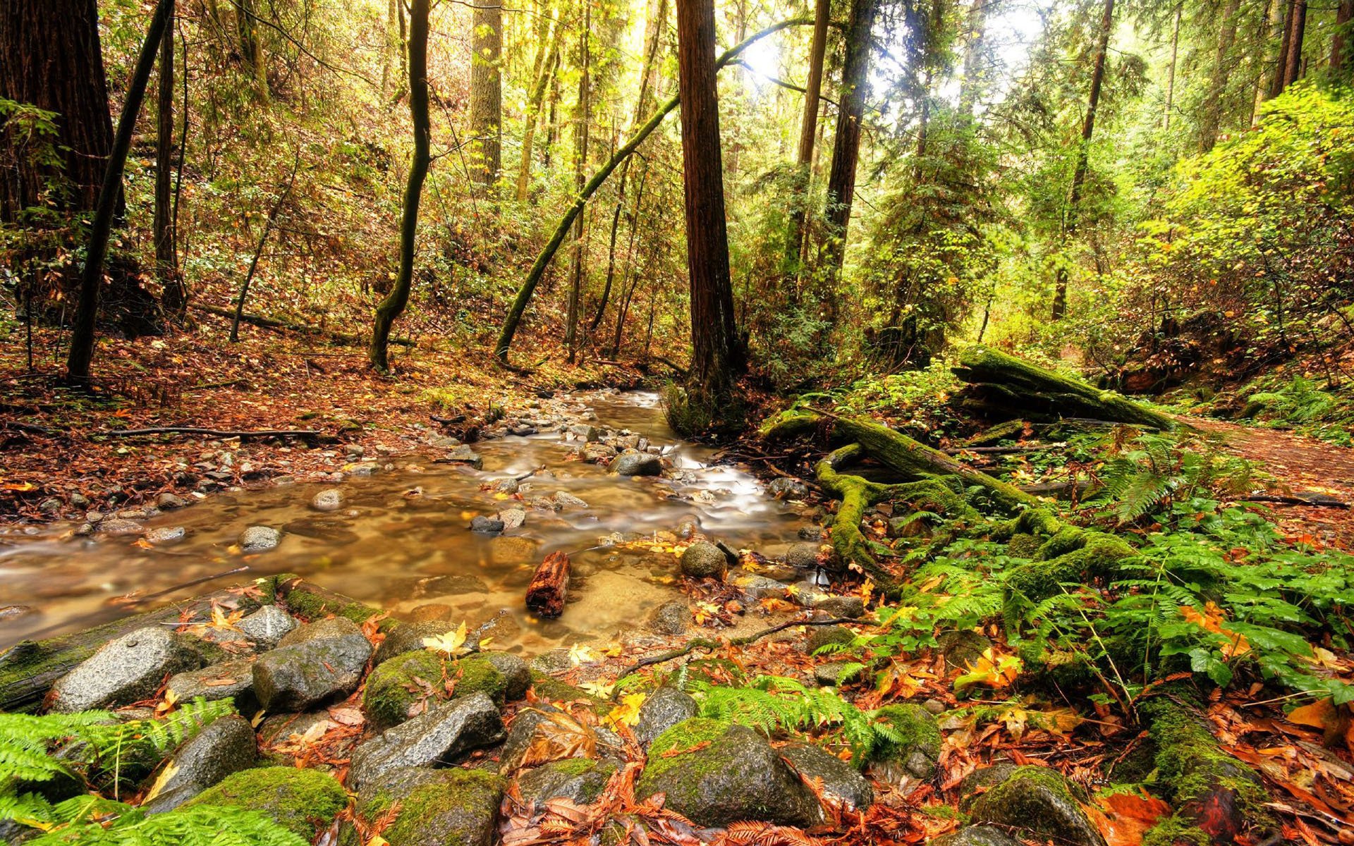 forest tree foliage green creek stone